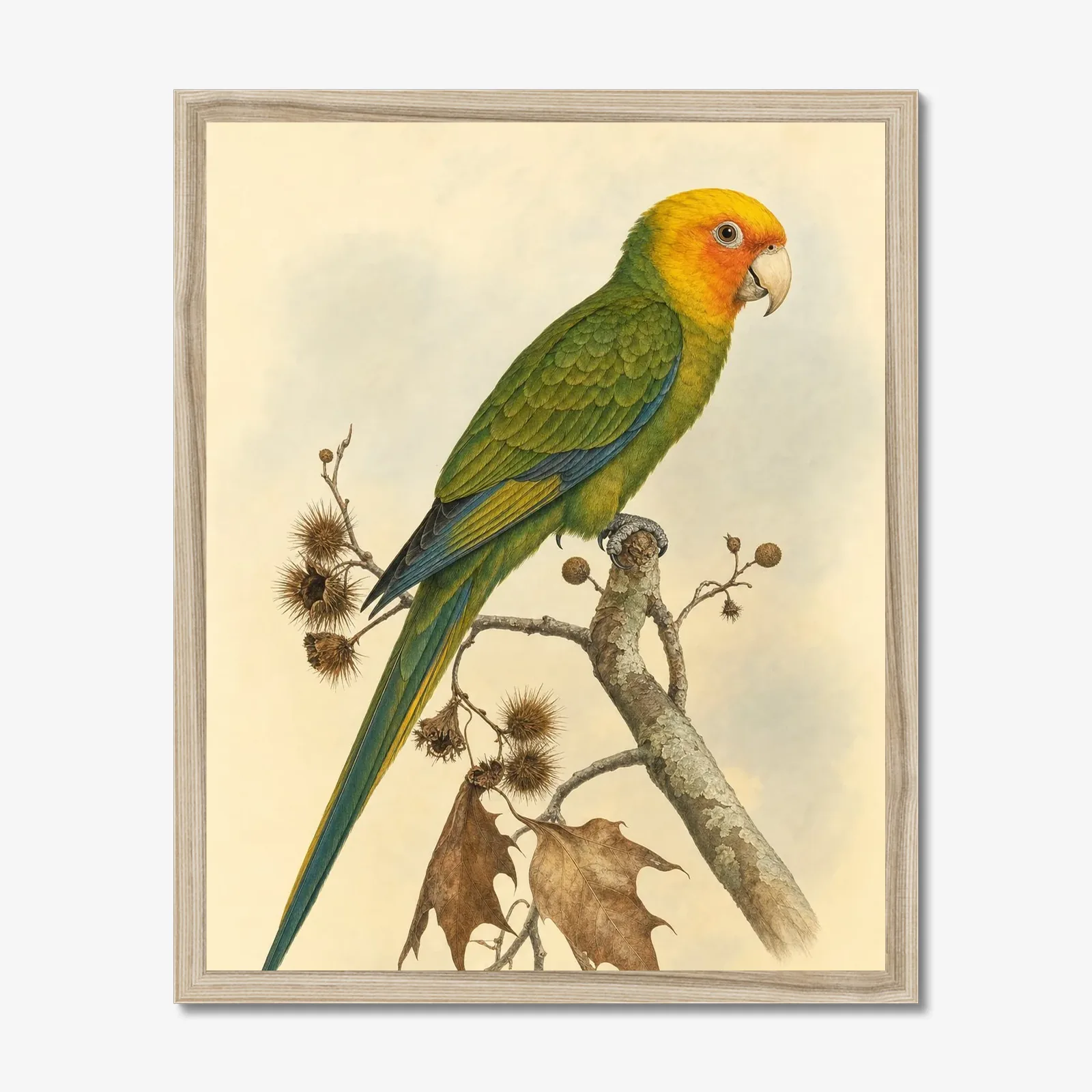 Carolina Parakeet Print shown as a fine-art print