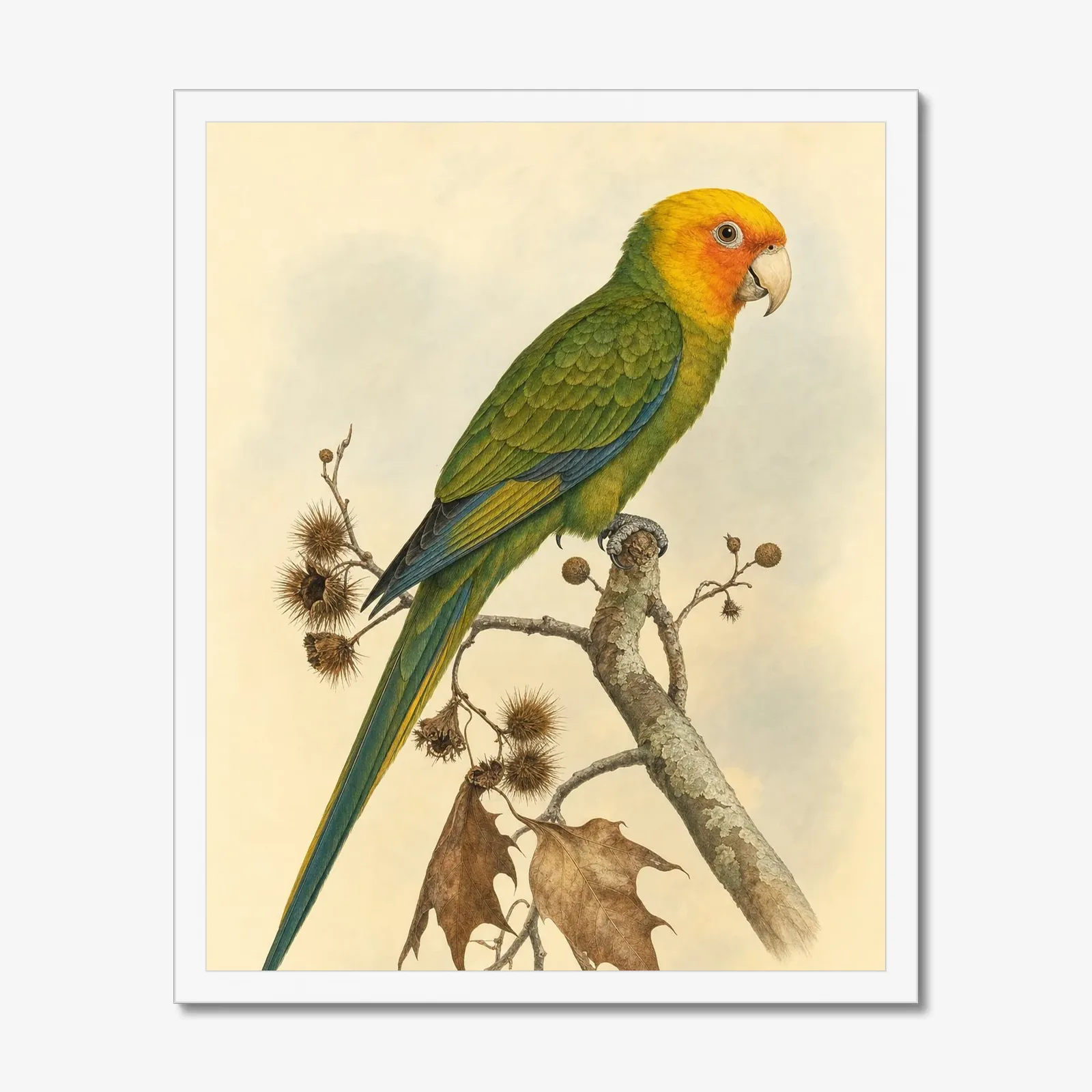 Carolina Parakeet Print in a white frame