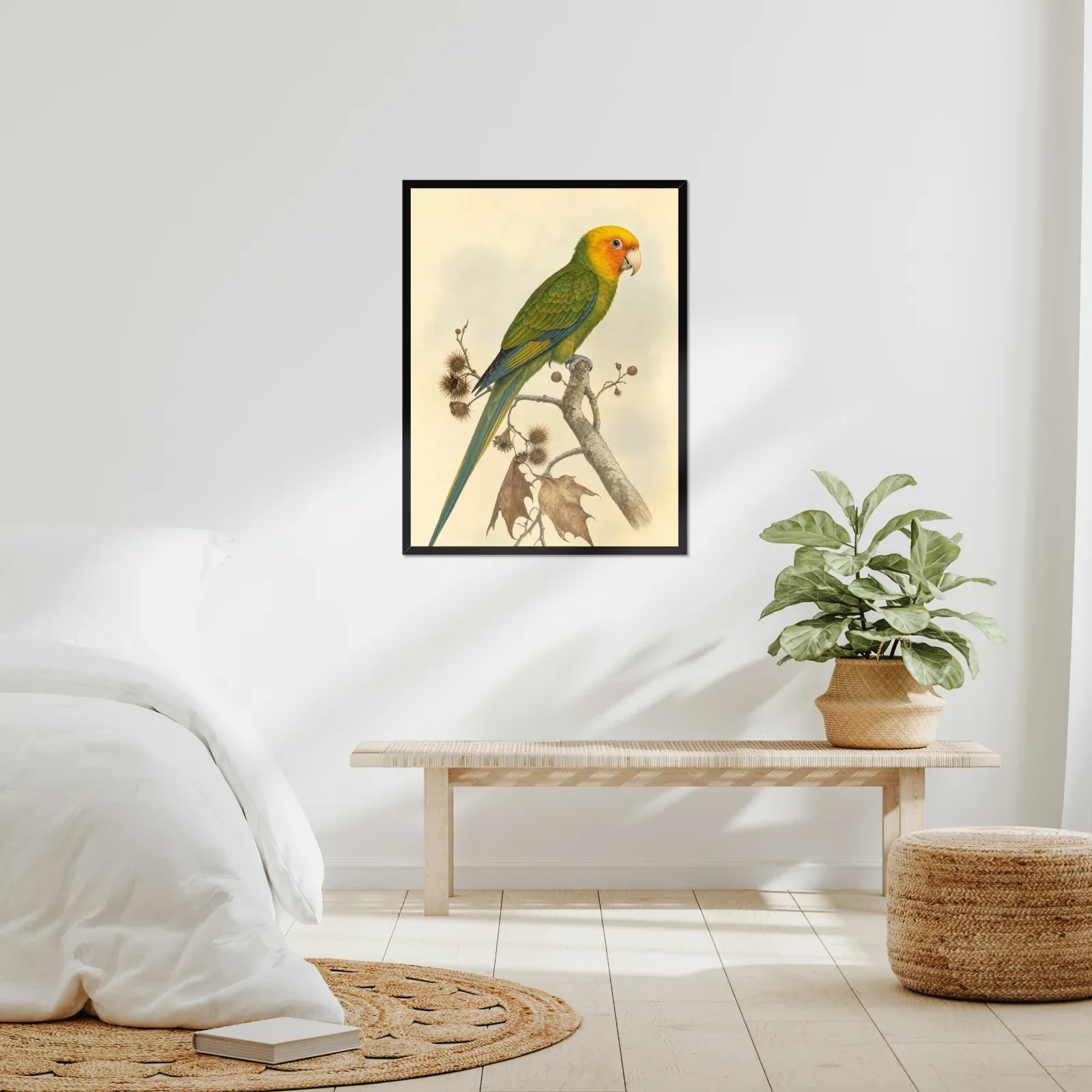 Carolina Parakeet Print framed at 24x30 inches, shown on a wall to scale