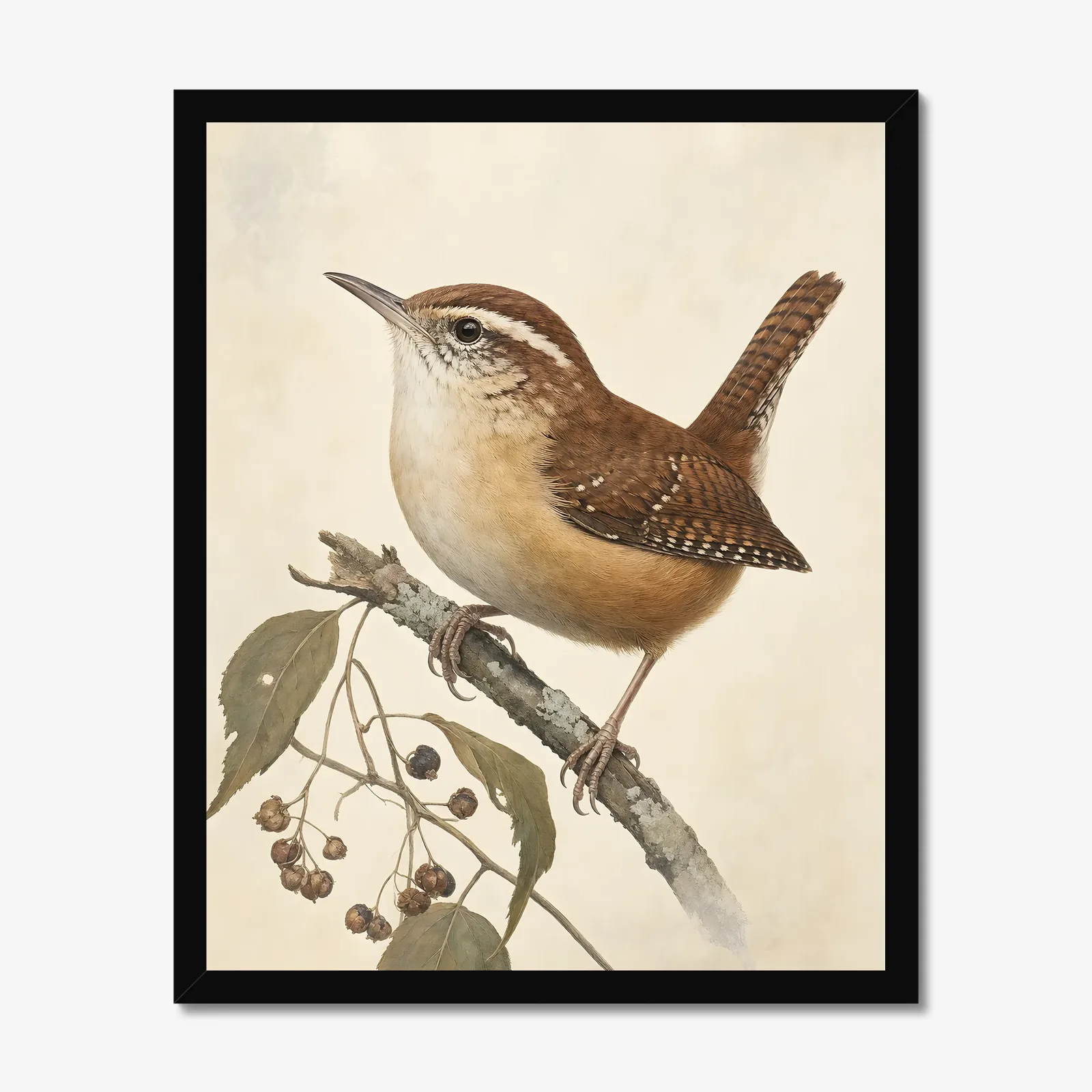 Carolina Wren Print in a black frame