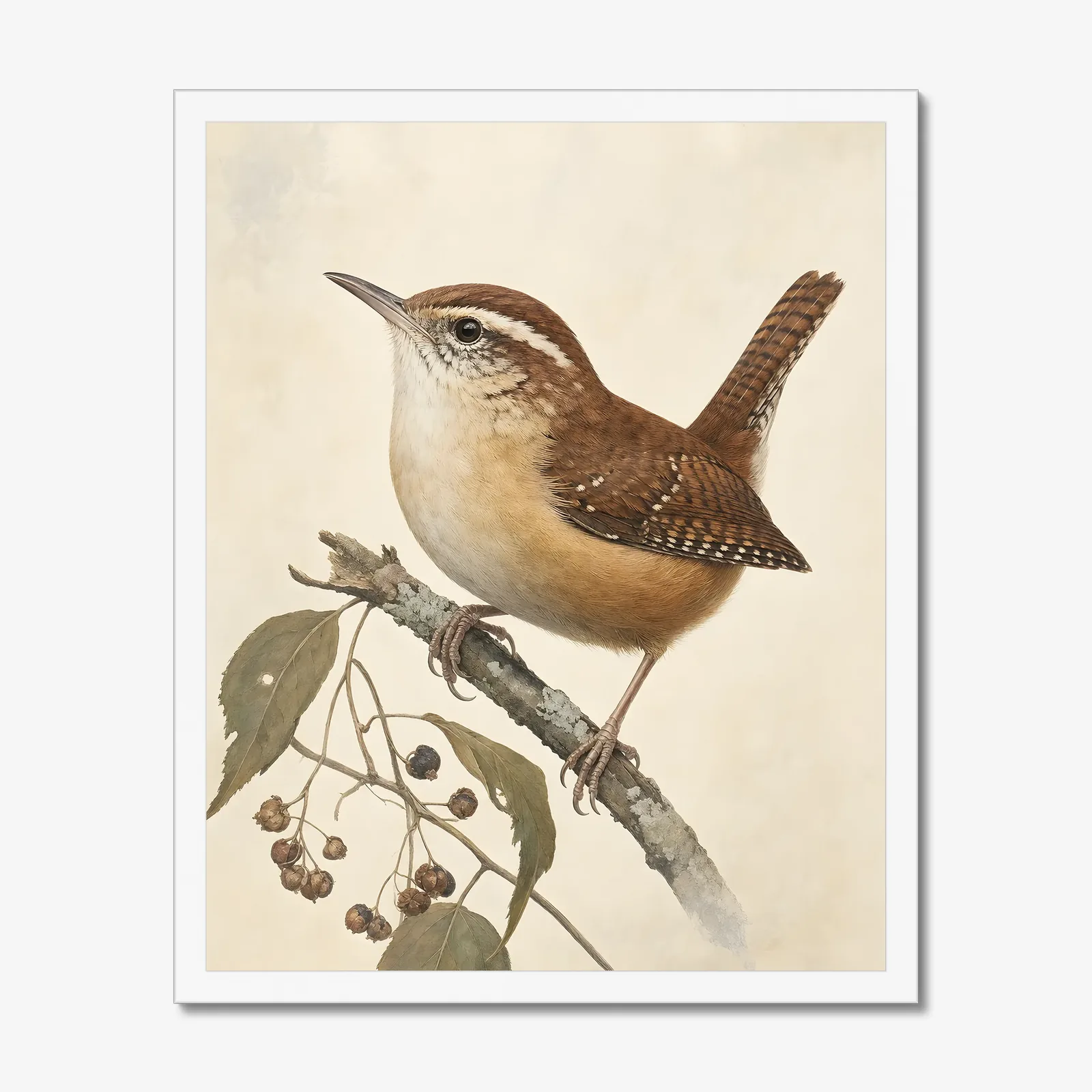 Carolina Wren Print in a white frame