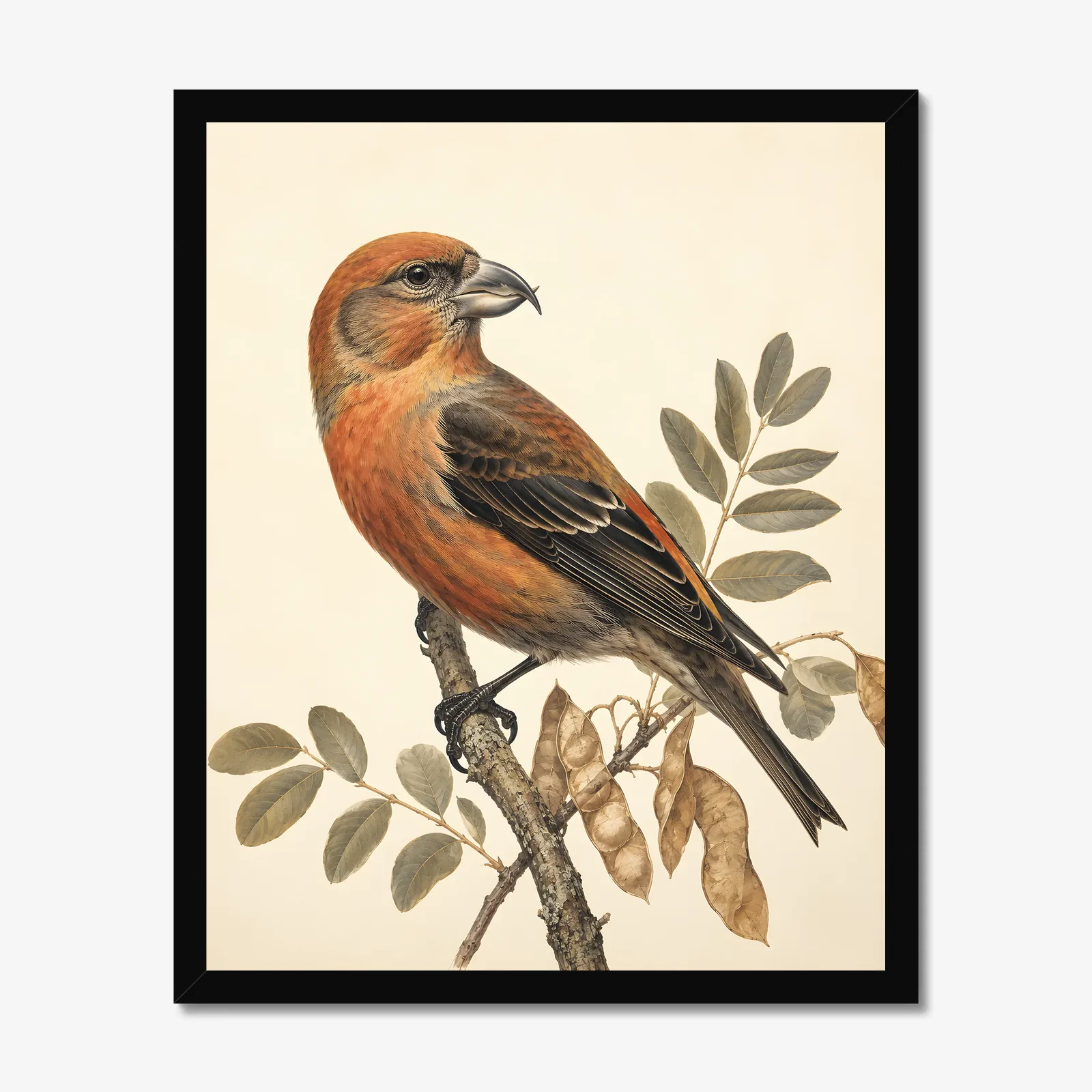 Cassia Crossbill Print in a black frame