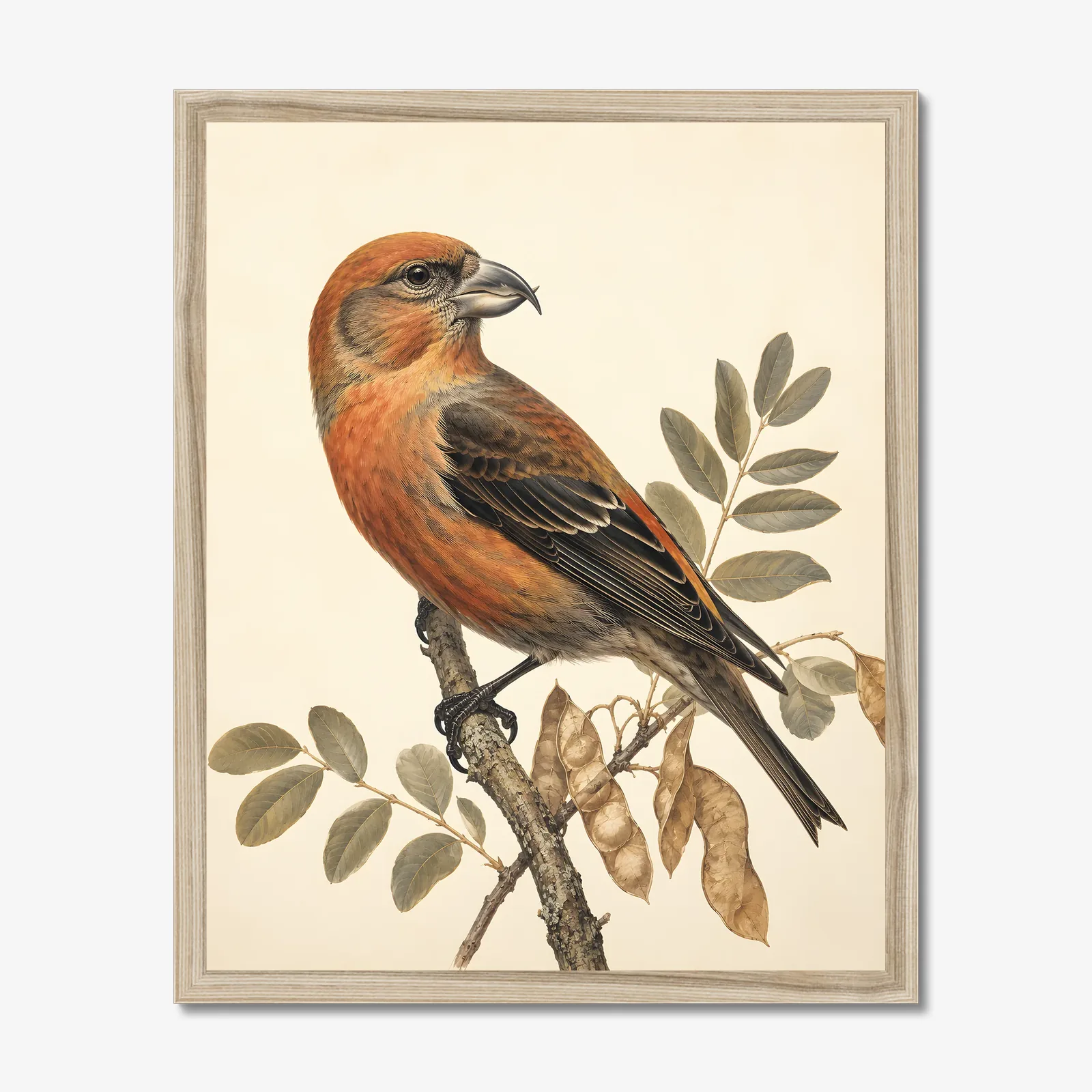 Cassia Crossbill Print in a natural frame