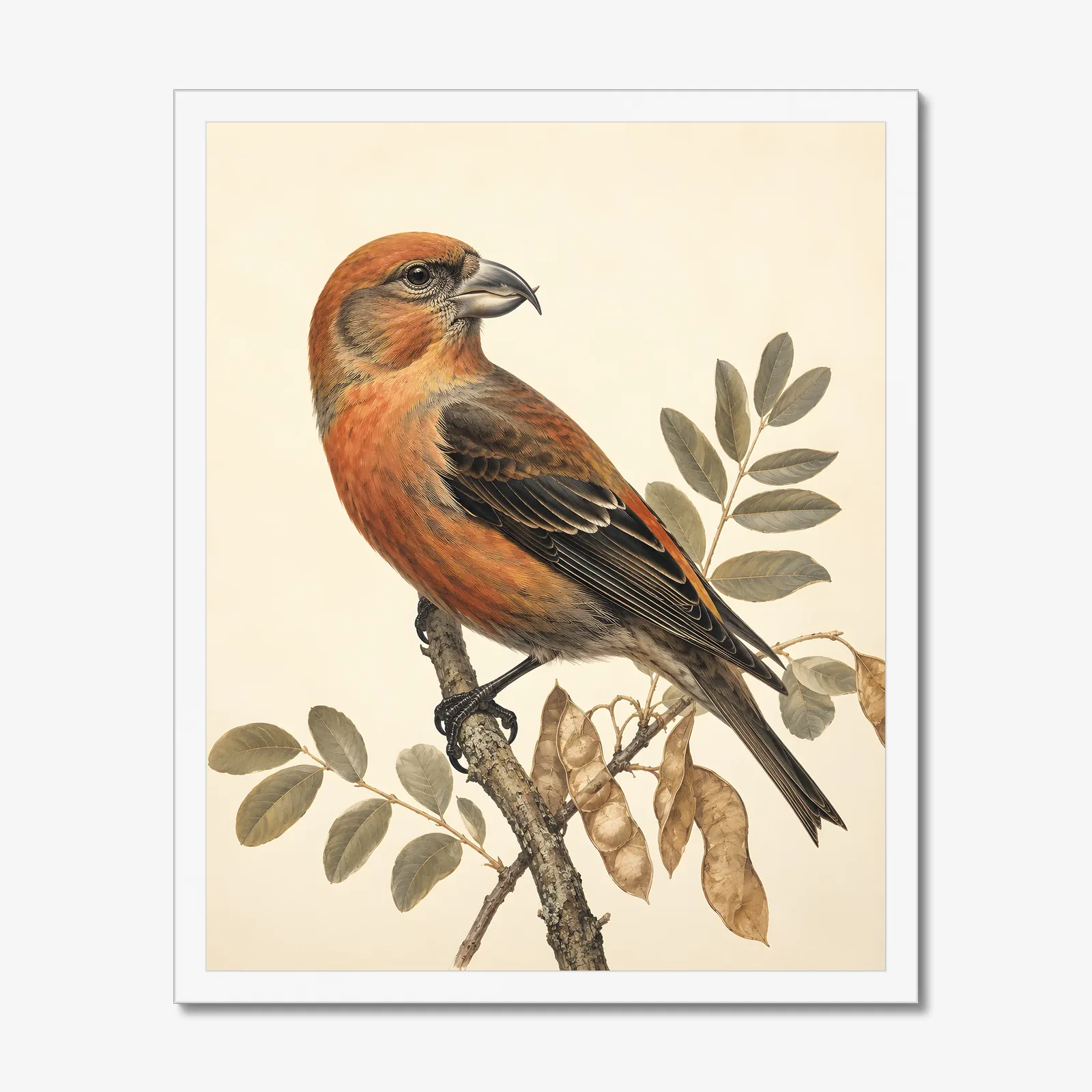 Cassia Crossbill Print in a white frame