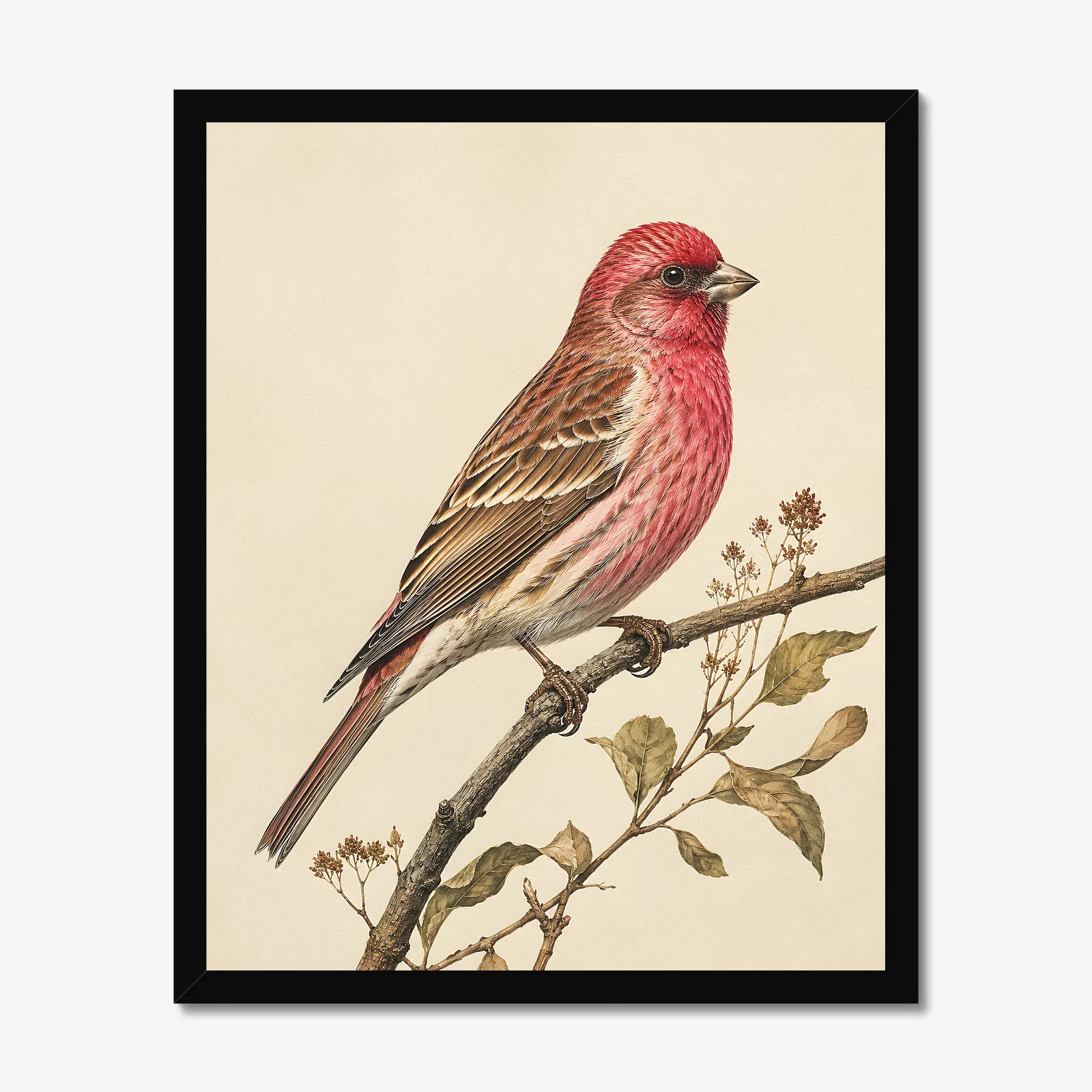 Cassin's Finch Print in a black frame