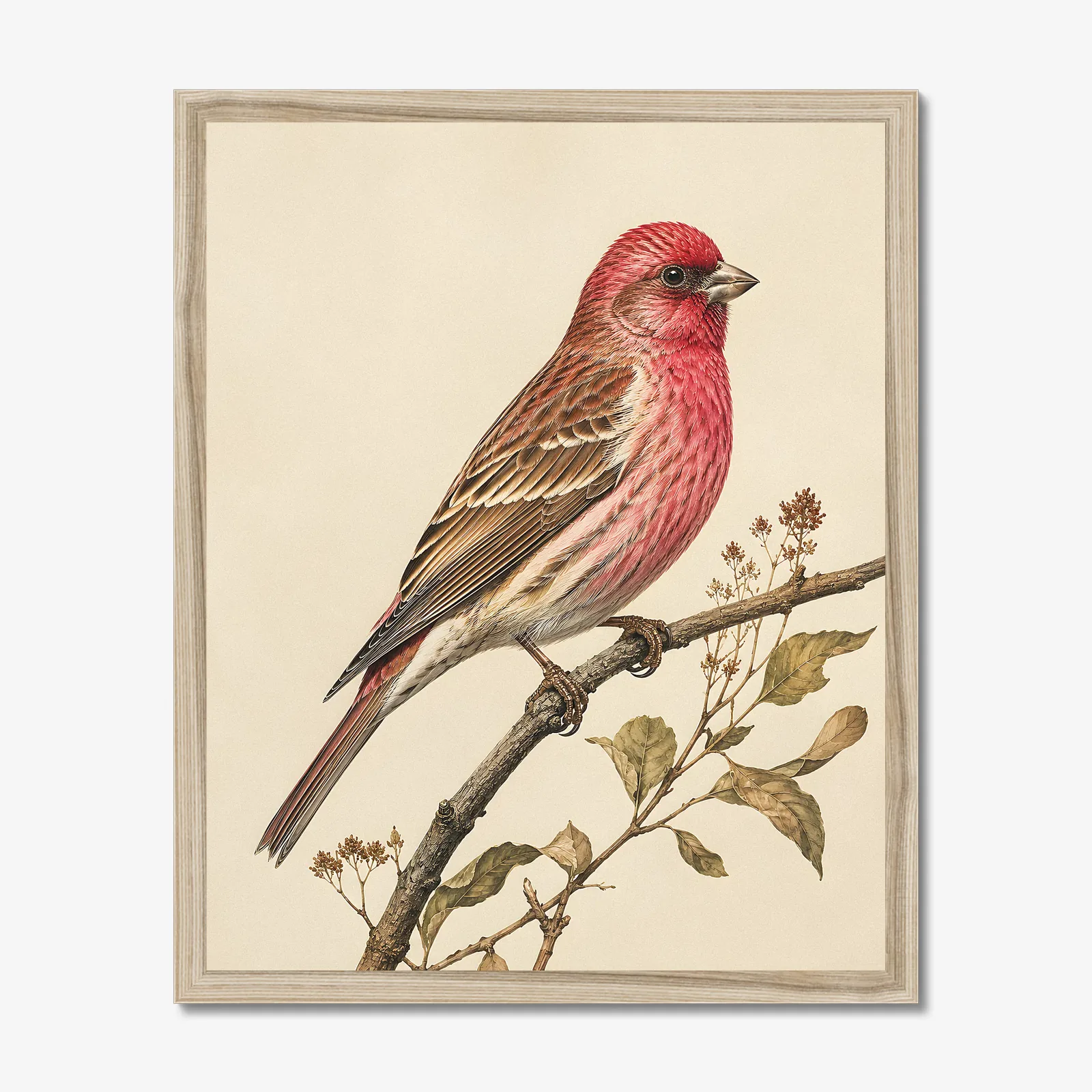 Cassin's Finch Print in a natural frame