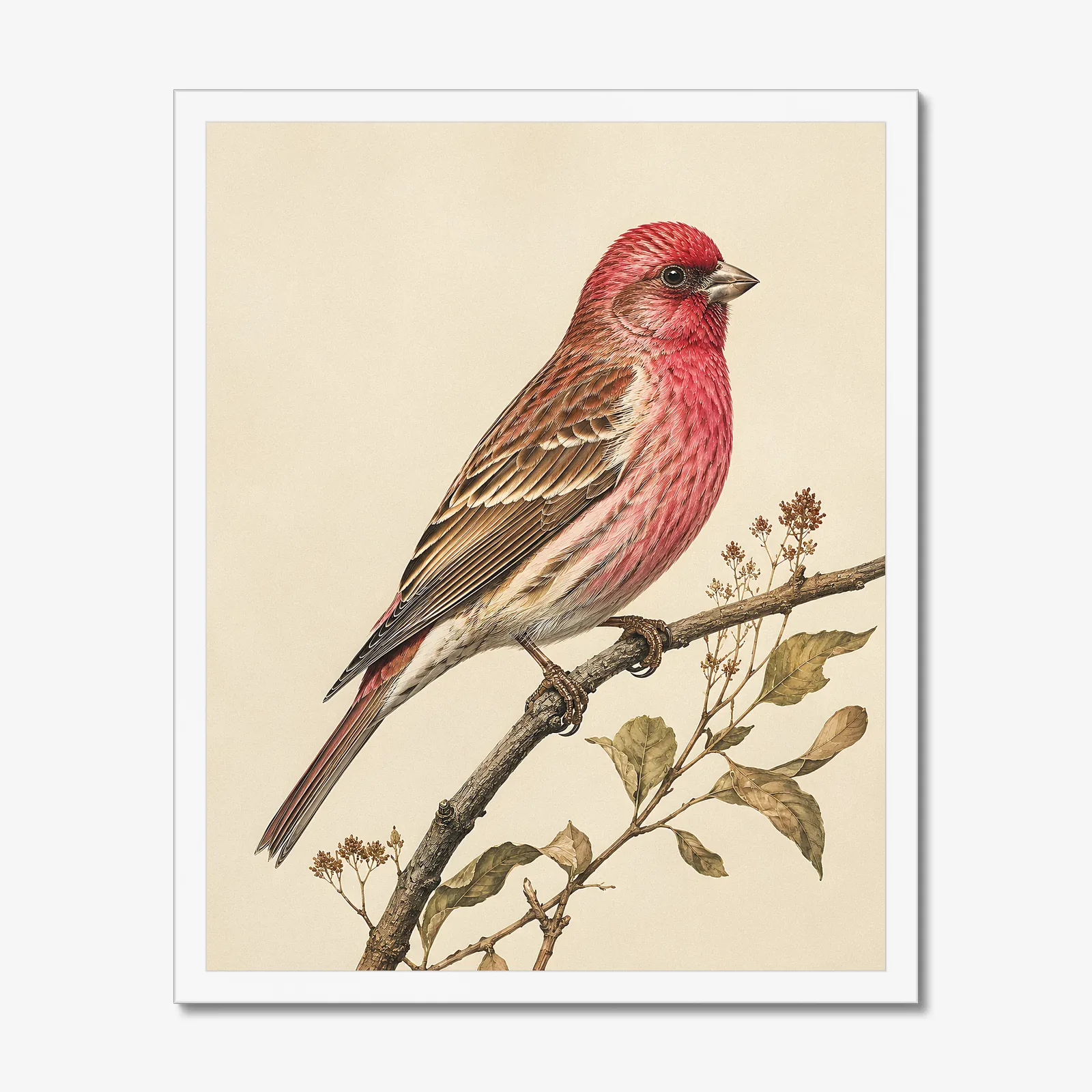 Cassin's Finch Print in a white frame