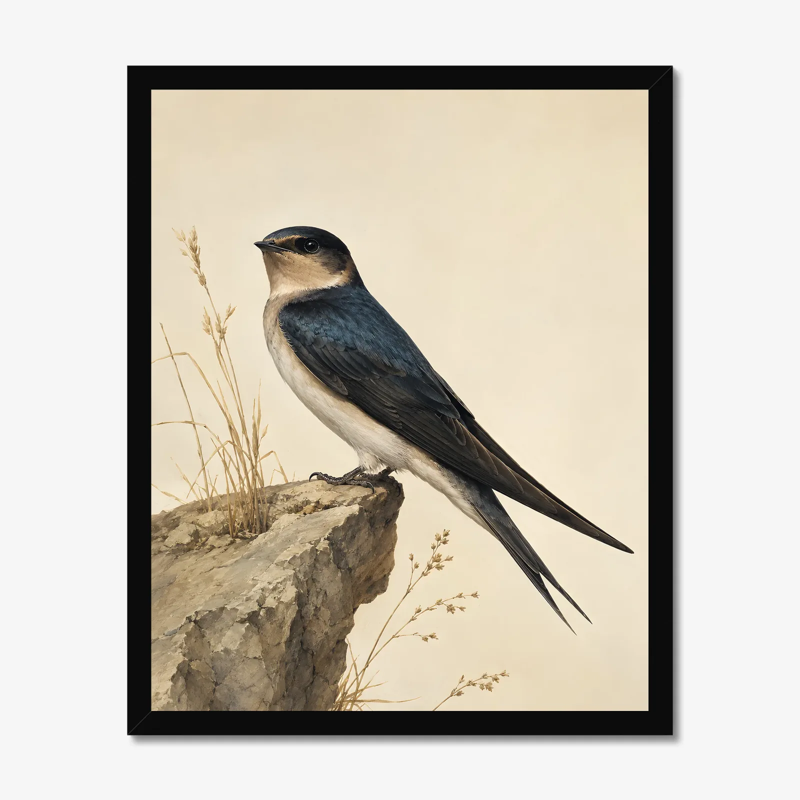 Cave Swallow Print in a black frame