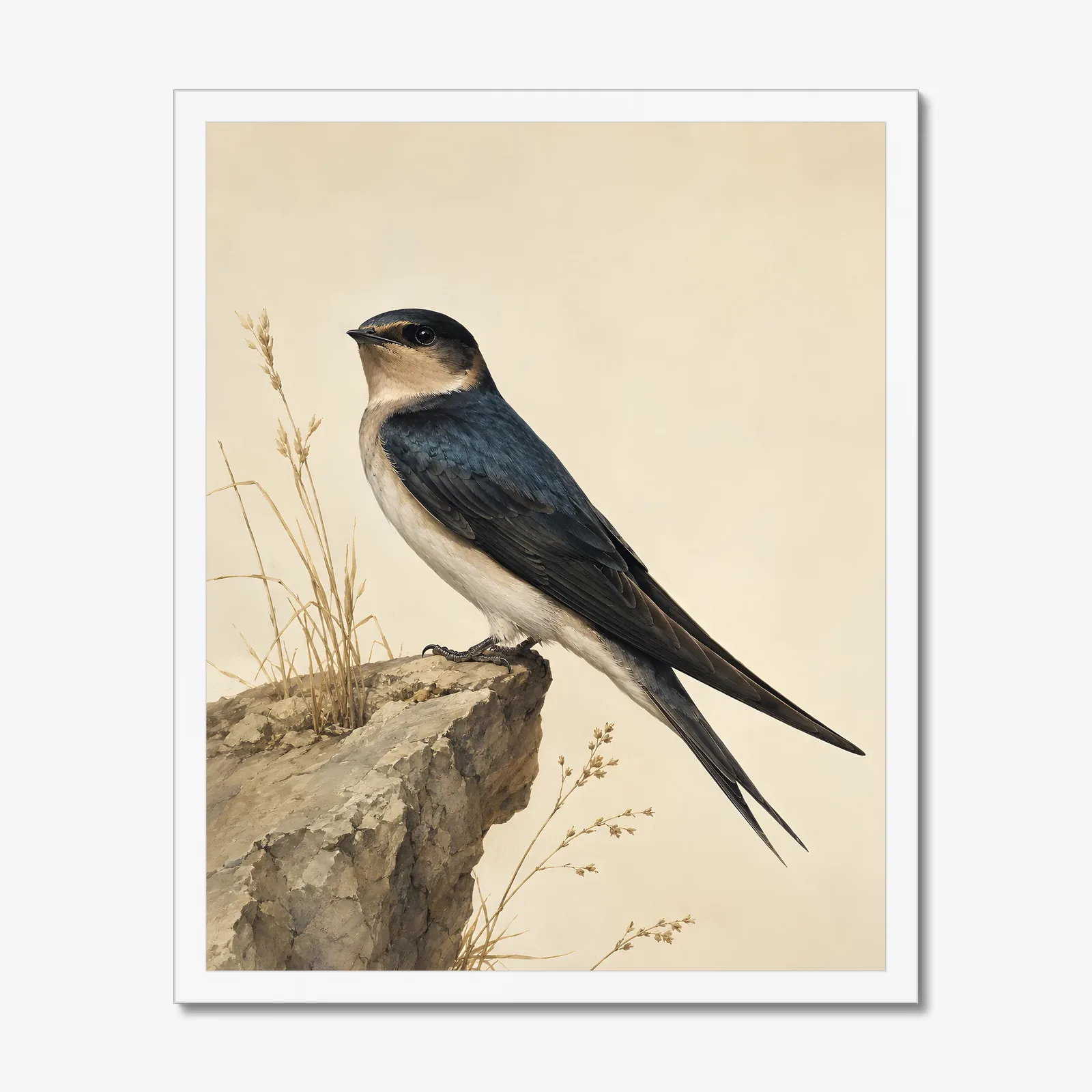 Cave Swallow Print in a white frame
