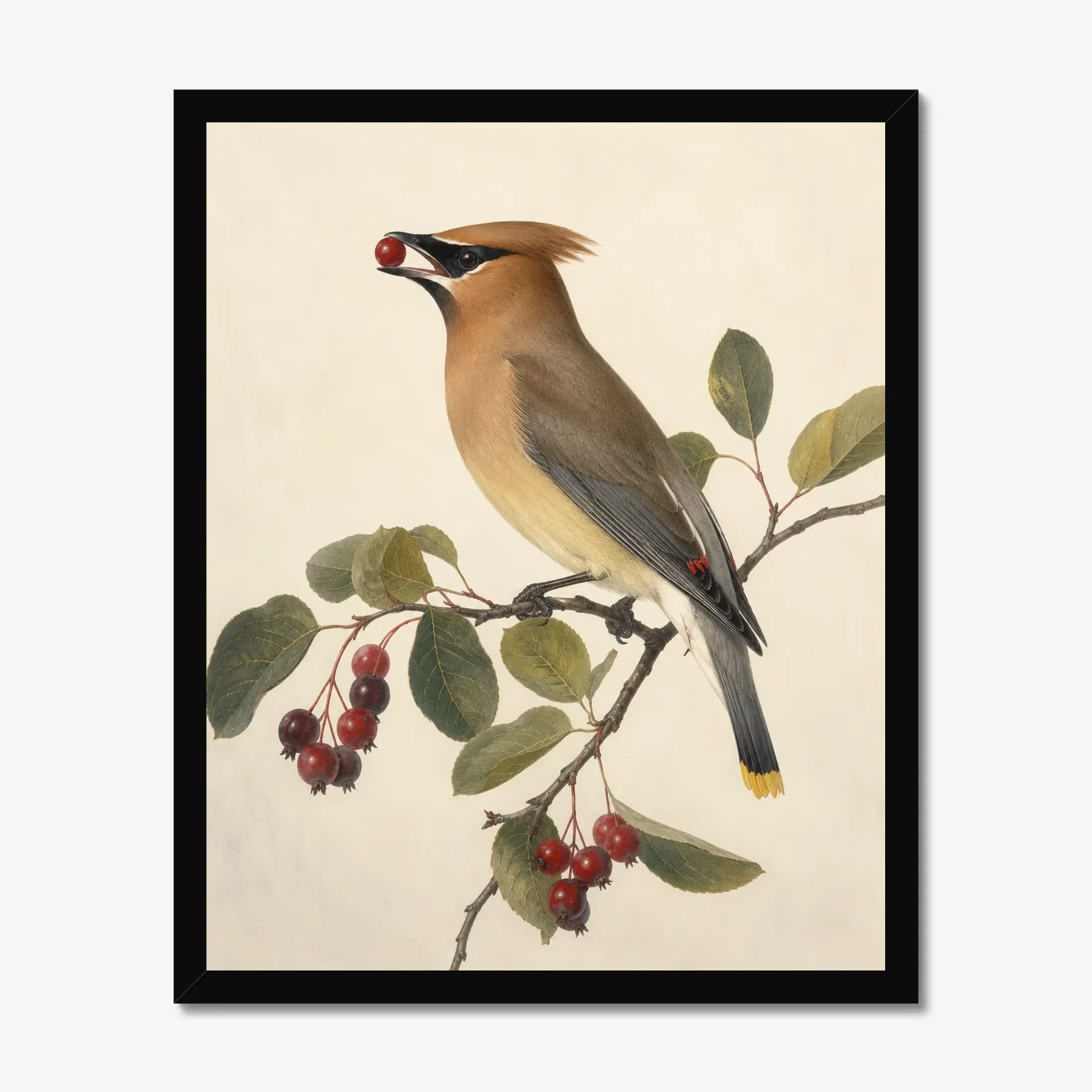 Cedar Waxwing Print - On Berry Branch in a black frame