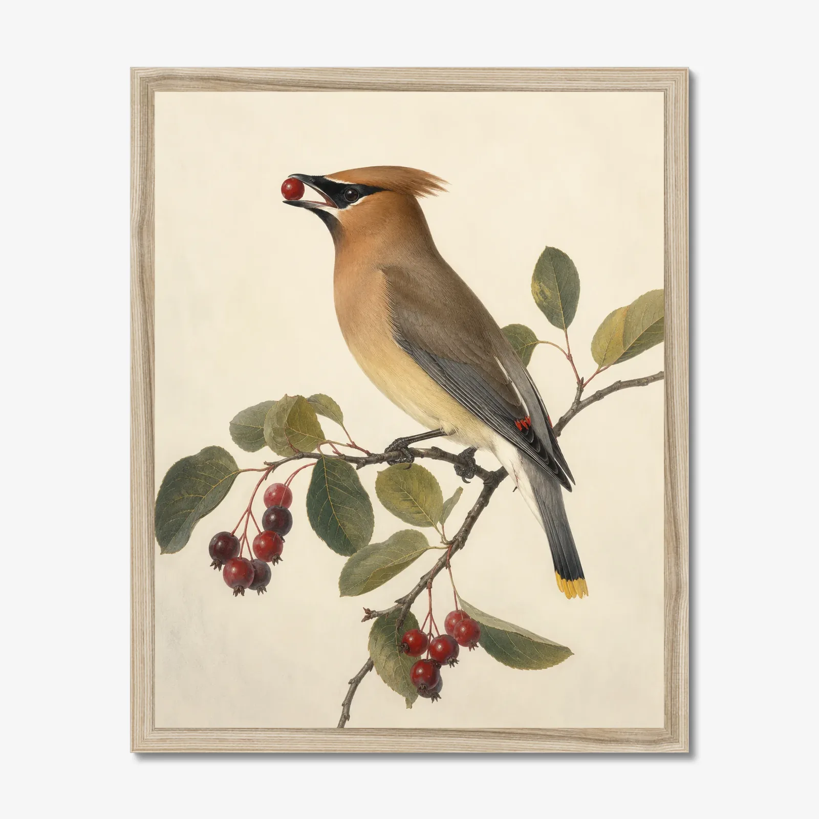 Cedar Waxwing Print - On Berry Branch shown as a fine-art print