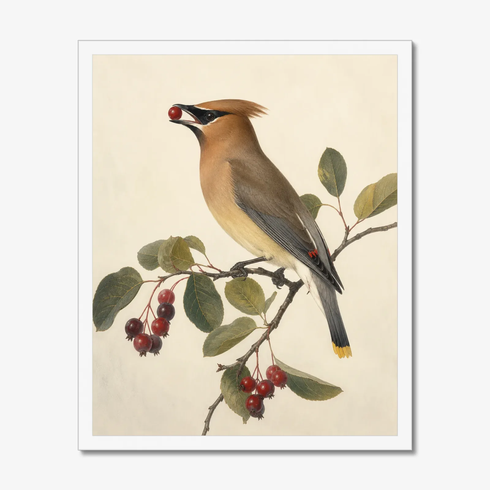 Cedar Waxwing Print - On Berry Branch in a white frame