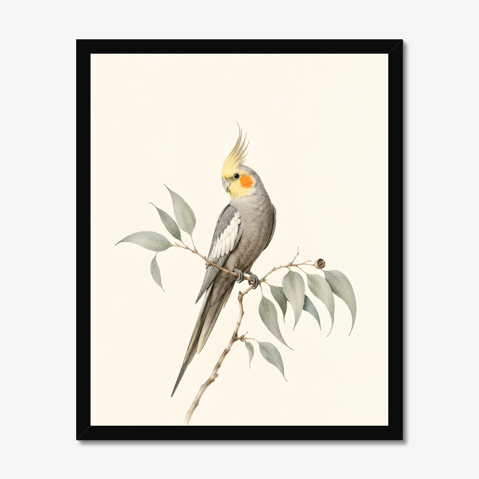 Cockatiel Print in a black frame