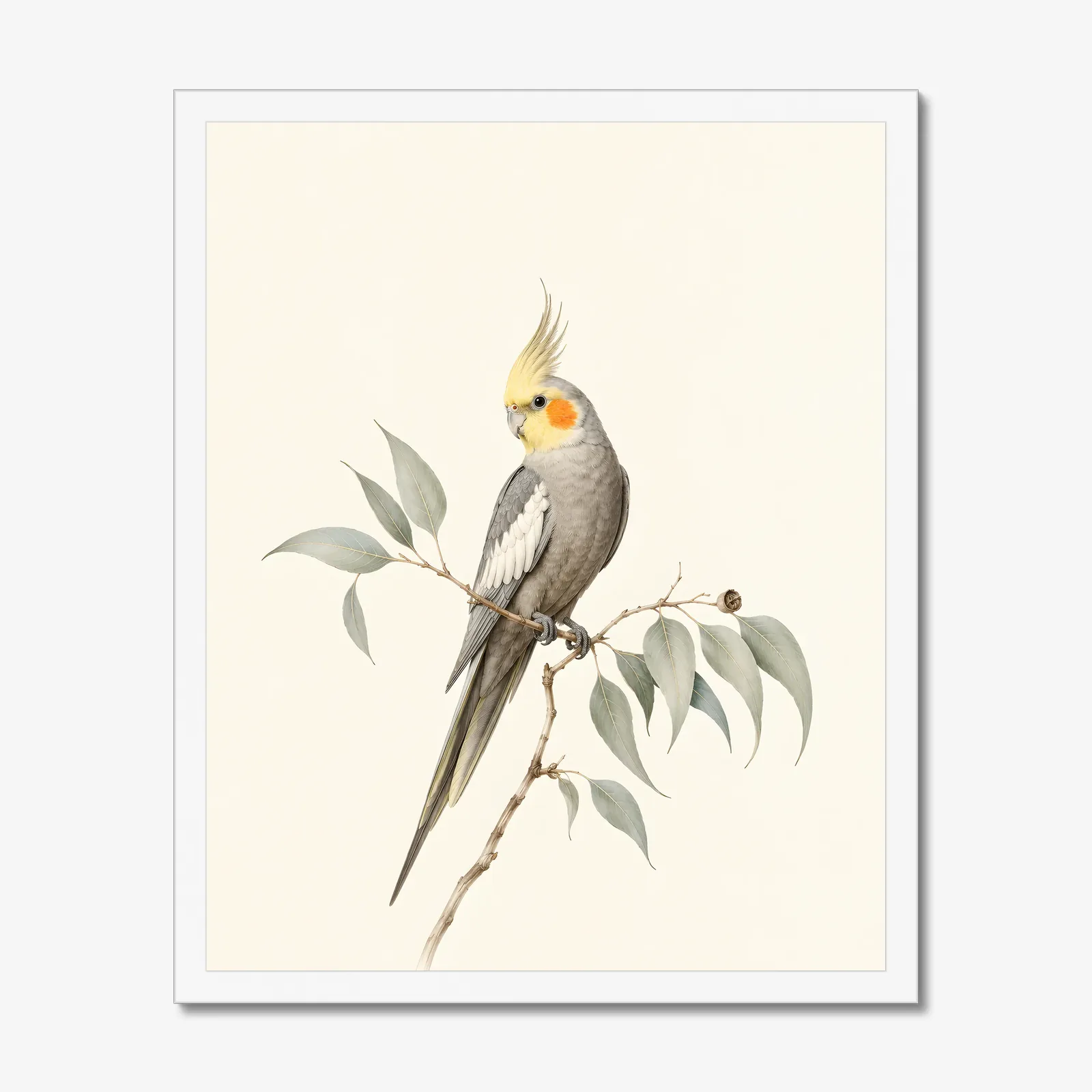 Cockatiel Print in a white frame