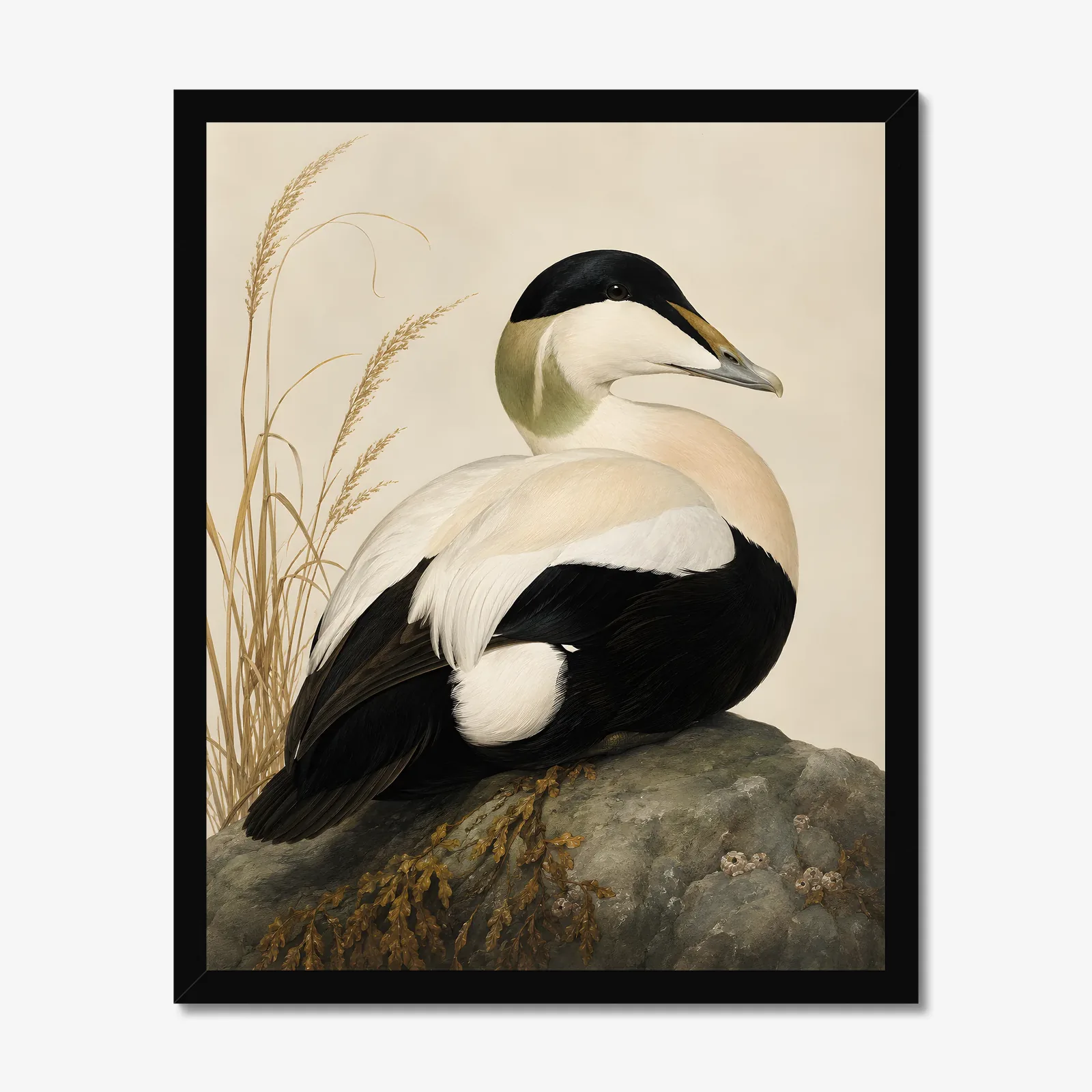 Common Eider Print in a black frame