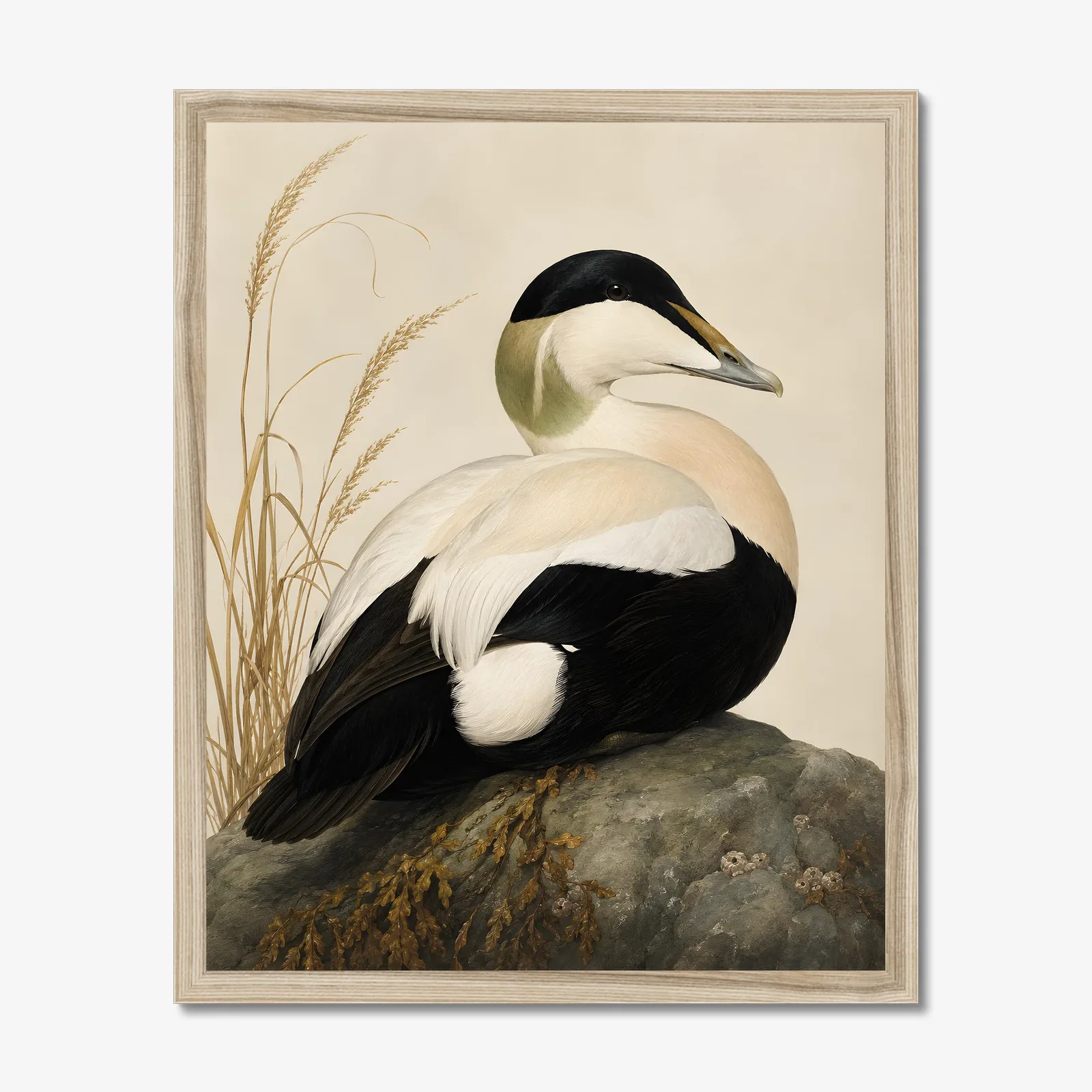 Common Eider Print in a natural frame
