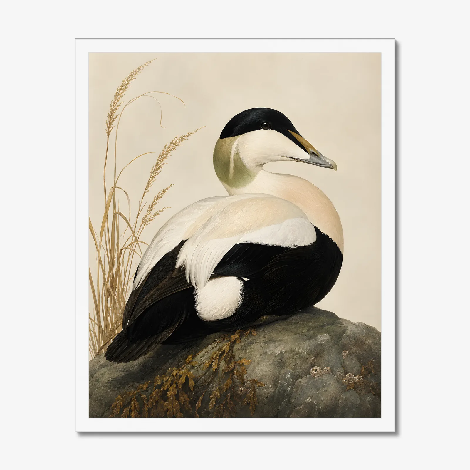 Common Eider Print in a white frame