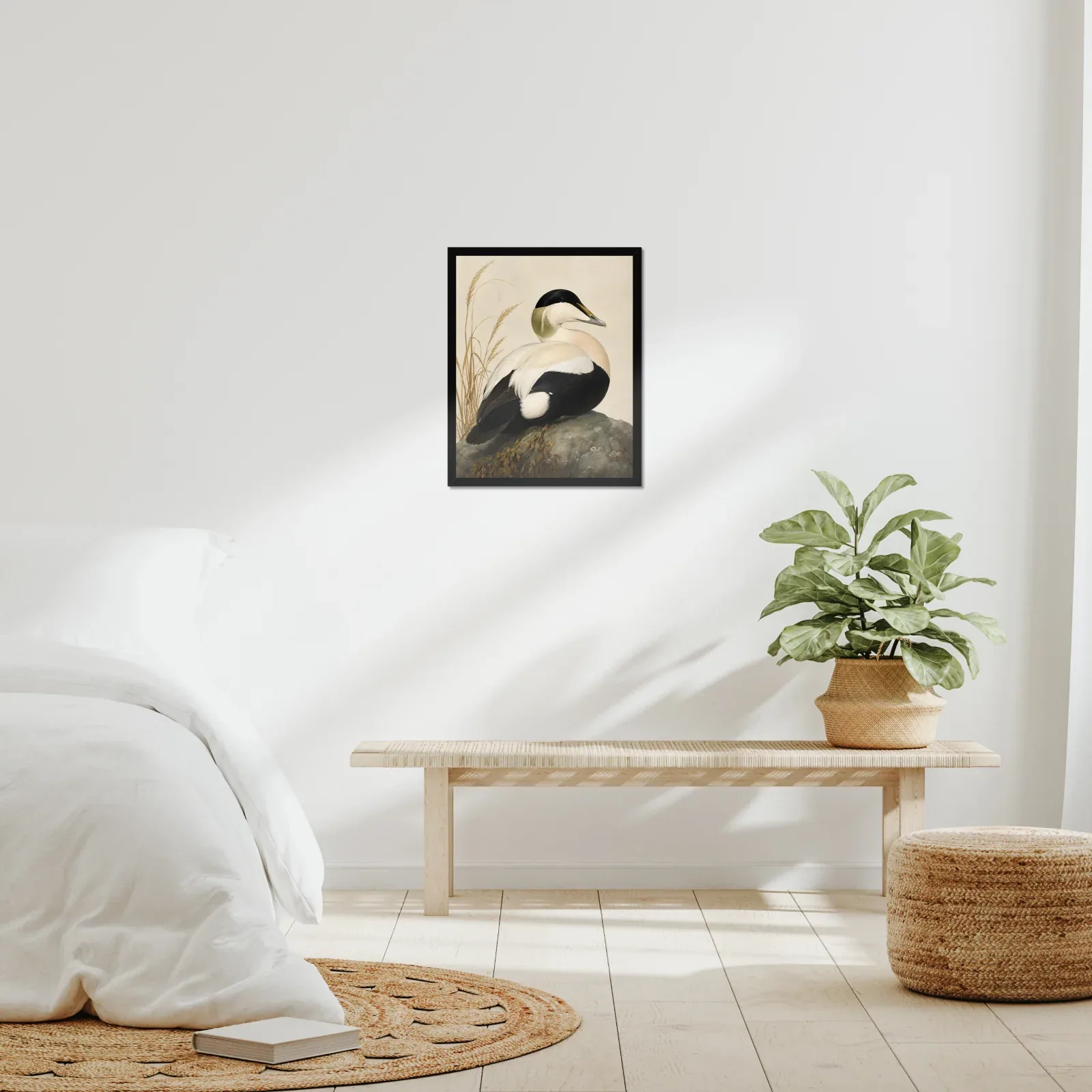 Common Eider Print framed at 16x20 inches, shown on a wall to scale