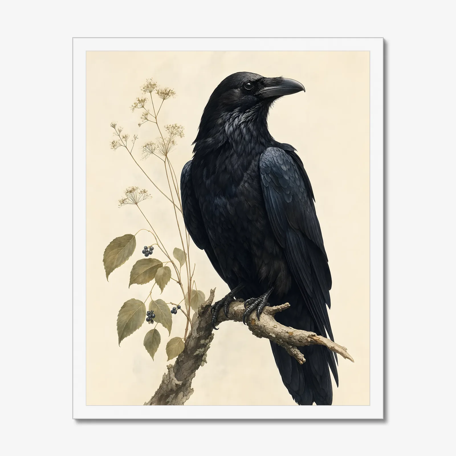 Common Raven Print in a white frame