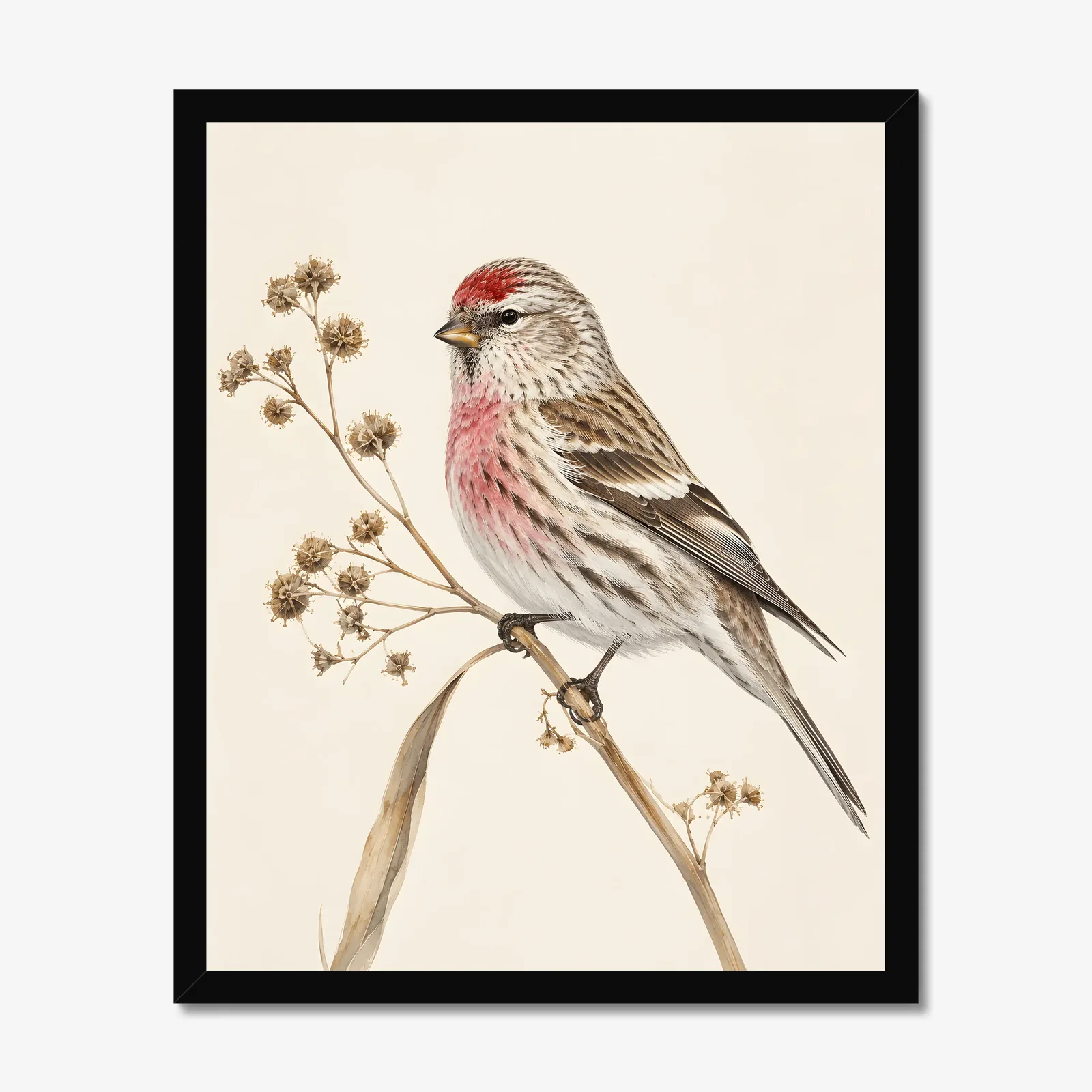 Common Redpoll Print in a black frame