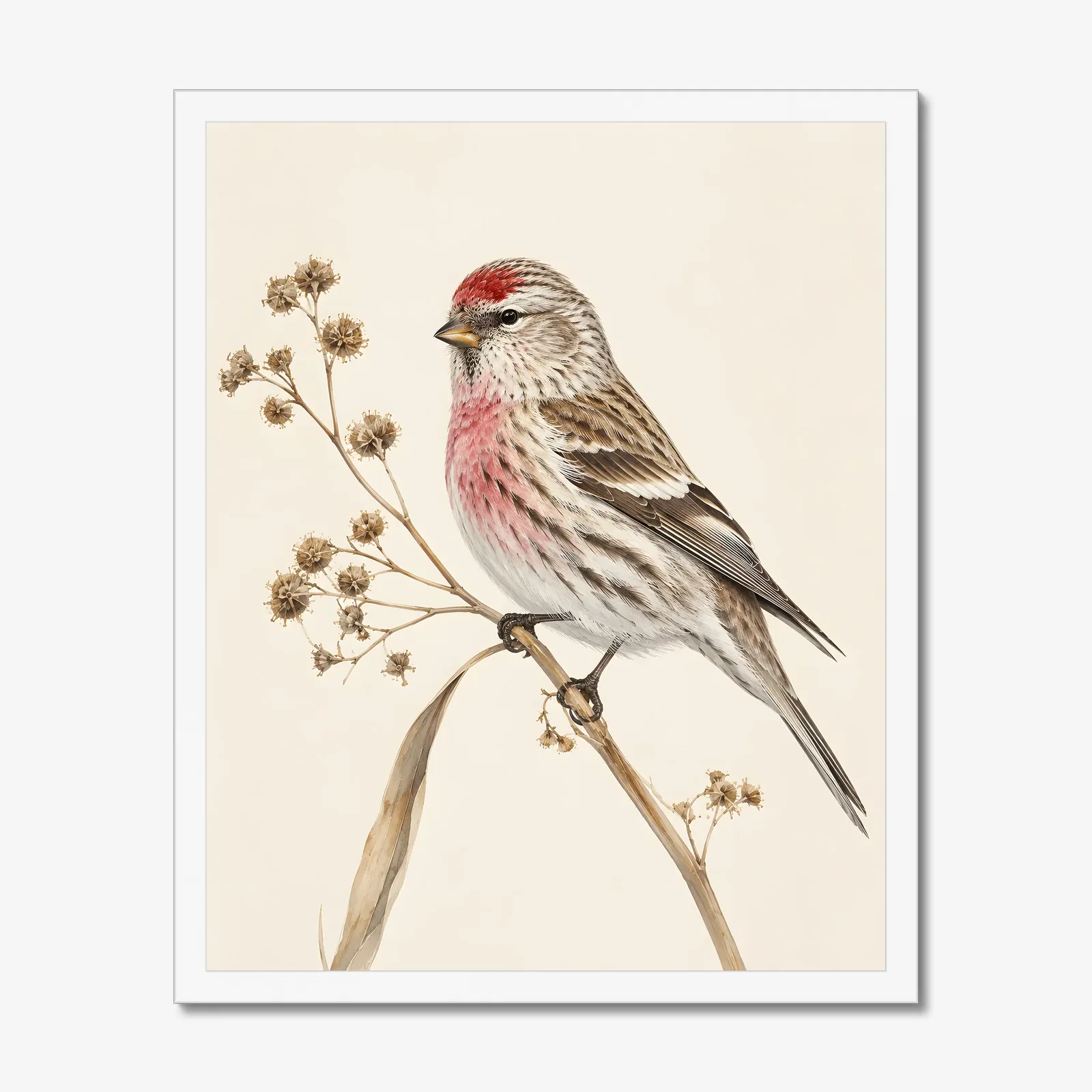Common Redpoll Print in a white frame