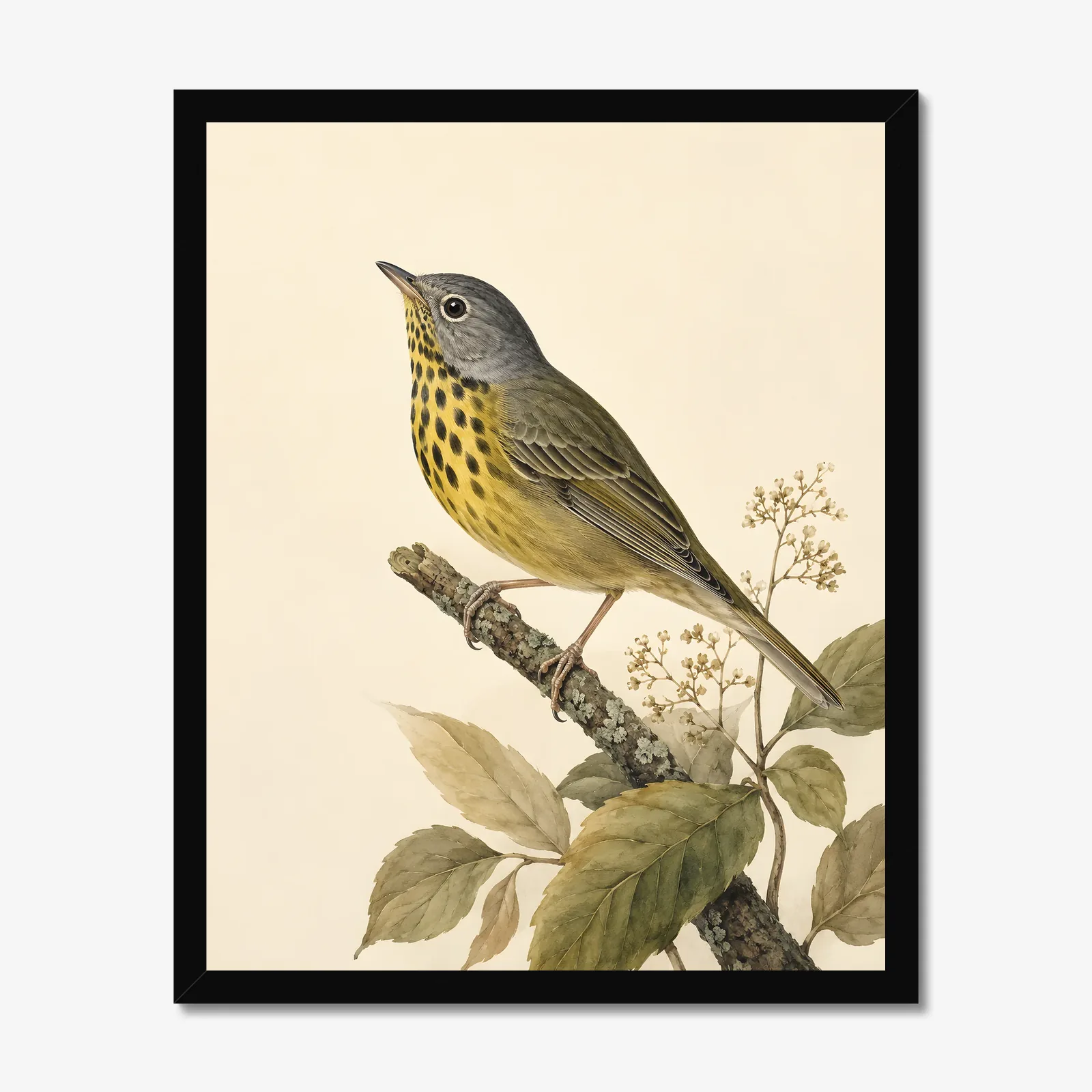 Connecticut Warbler Print in a black frame