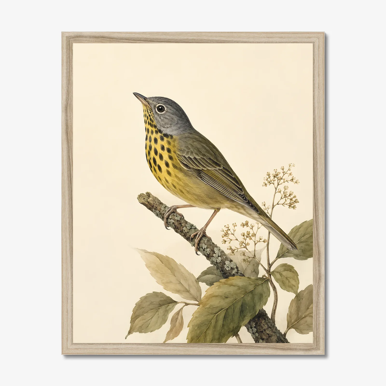 Connecticut Warbler Print in a natural frame
