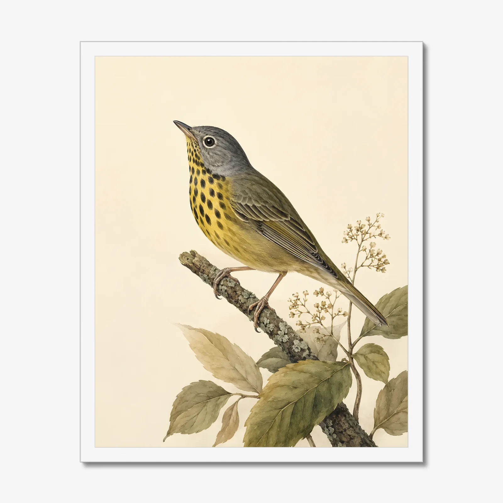 Connecticut Warbler Print in a white frame