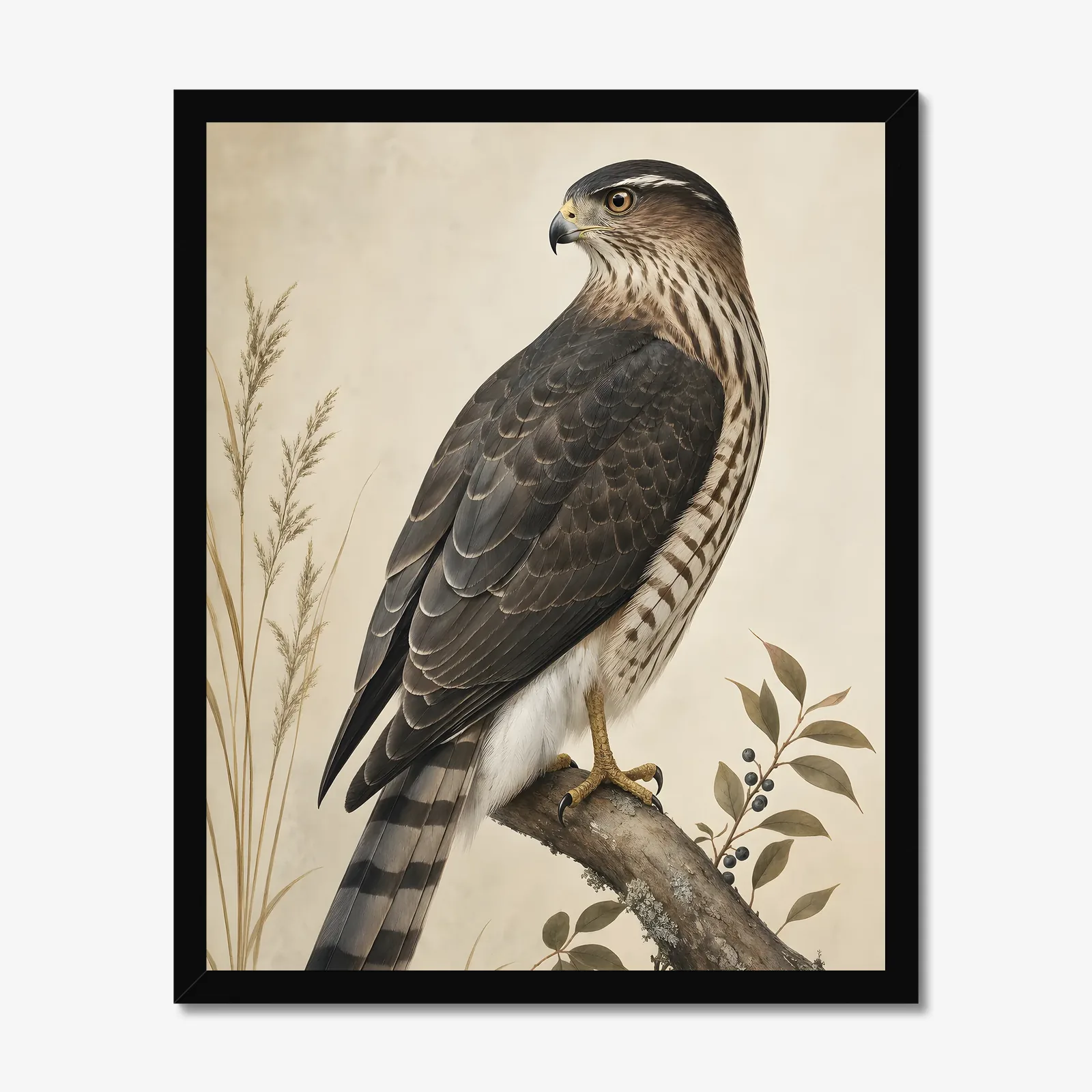 Cooper's Hawk Print in a black frame