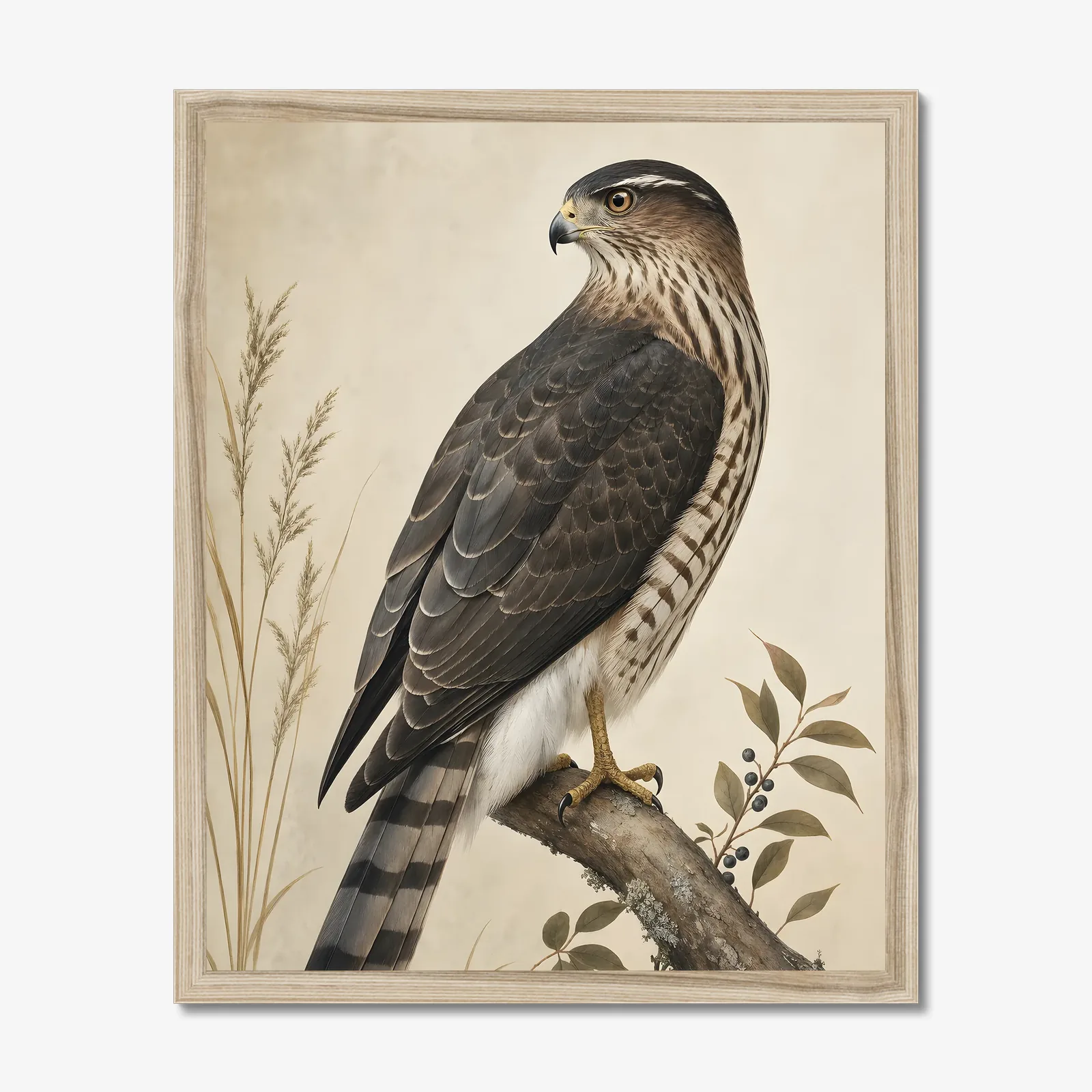 Cooper's Hawk Print shown as a fine-art print