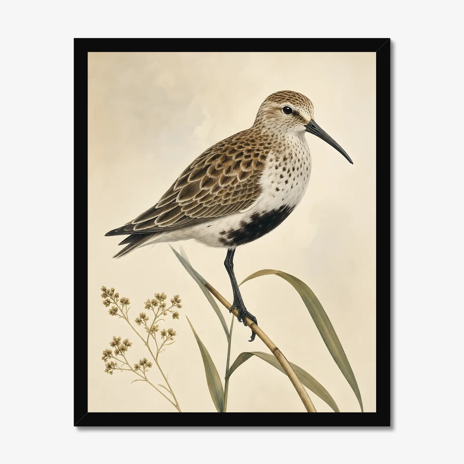 Dunlin Print in a black frame