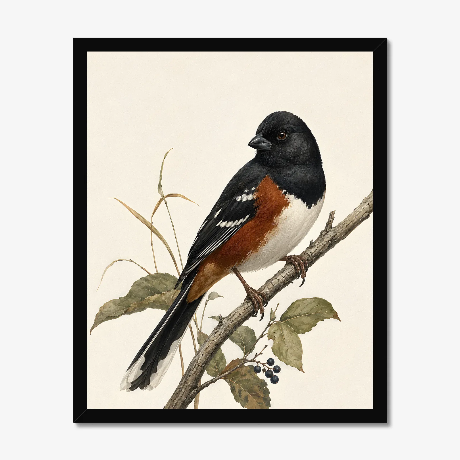 Eastern Towhee Print - Woodland Bird Wall Art in a black frame