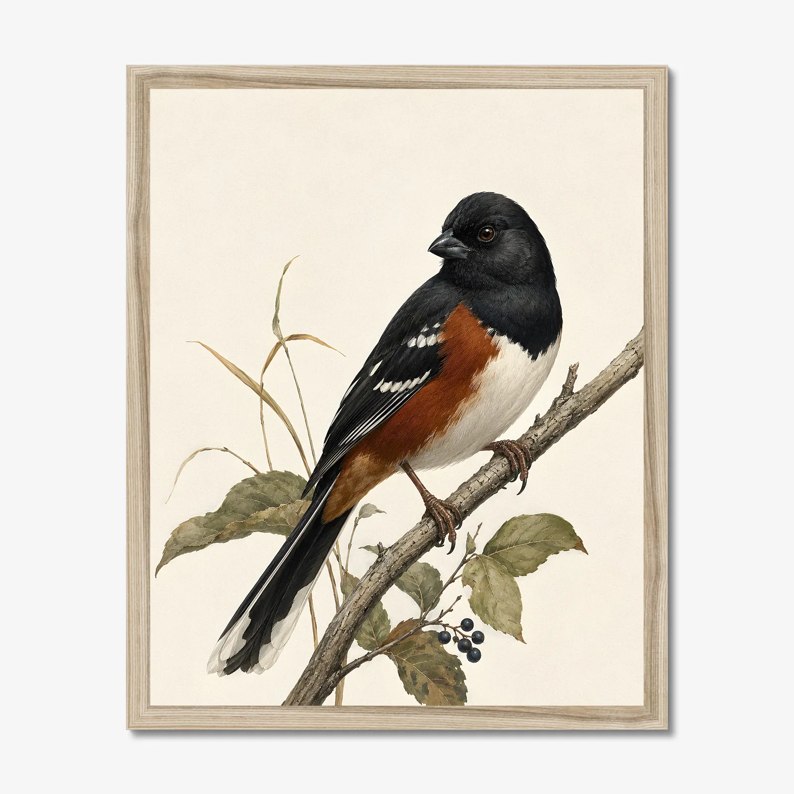 Eastern Towhee Print - Woodland Bird Wall Art in a natural frame