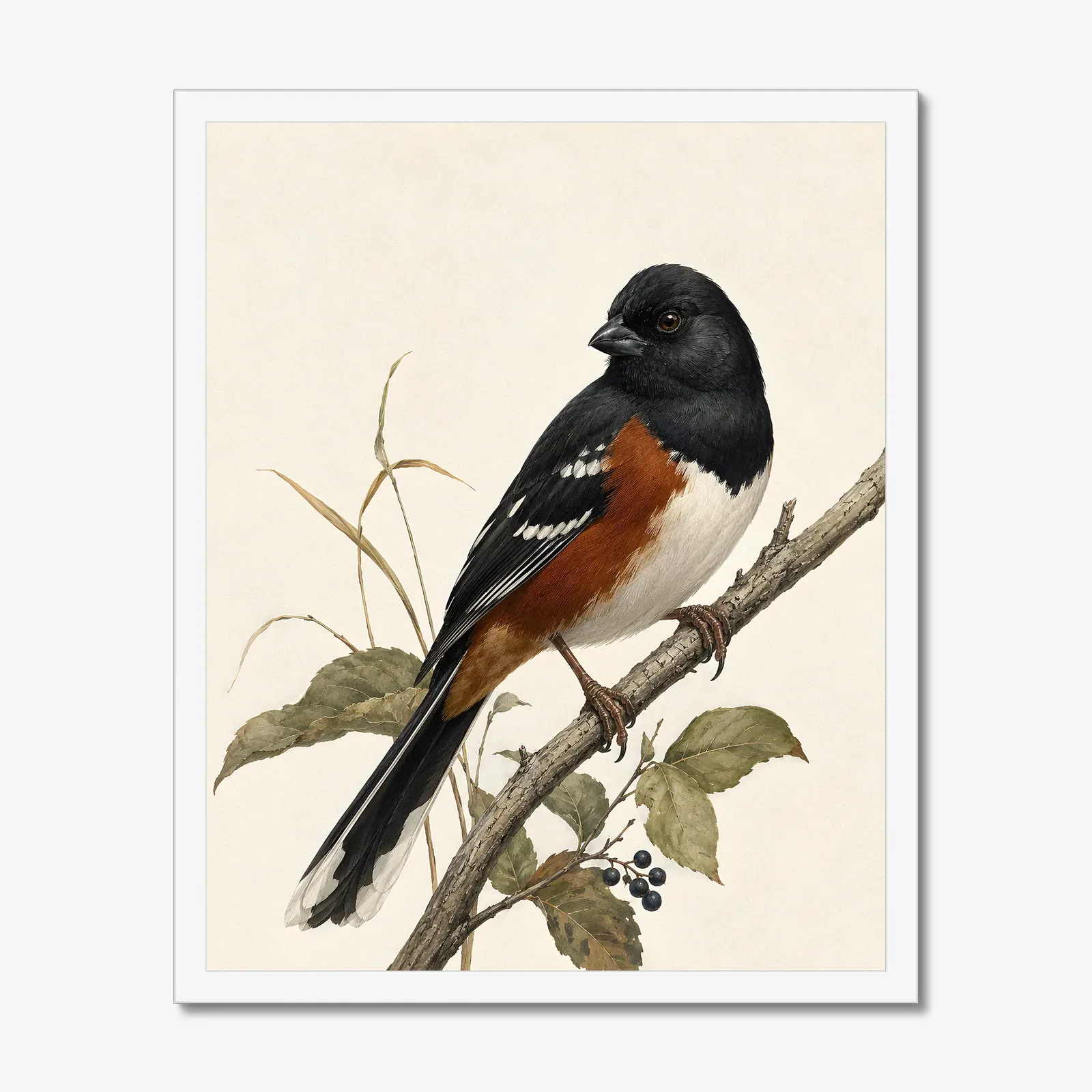 Eastern Towhee Print - Woodland Bird Wall Art in a white frame