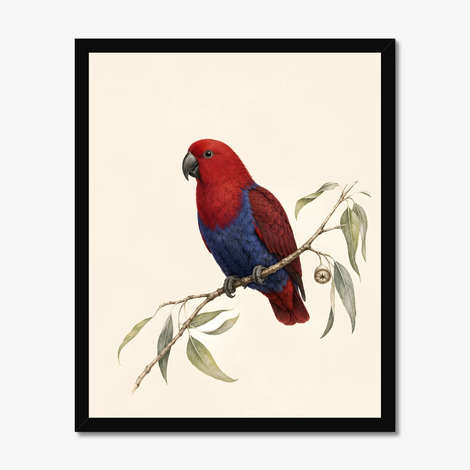 Eclectus Parrot Print in a black frame