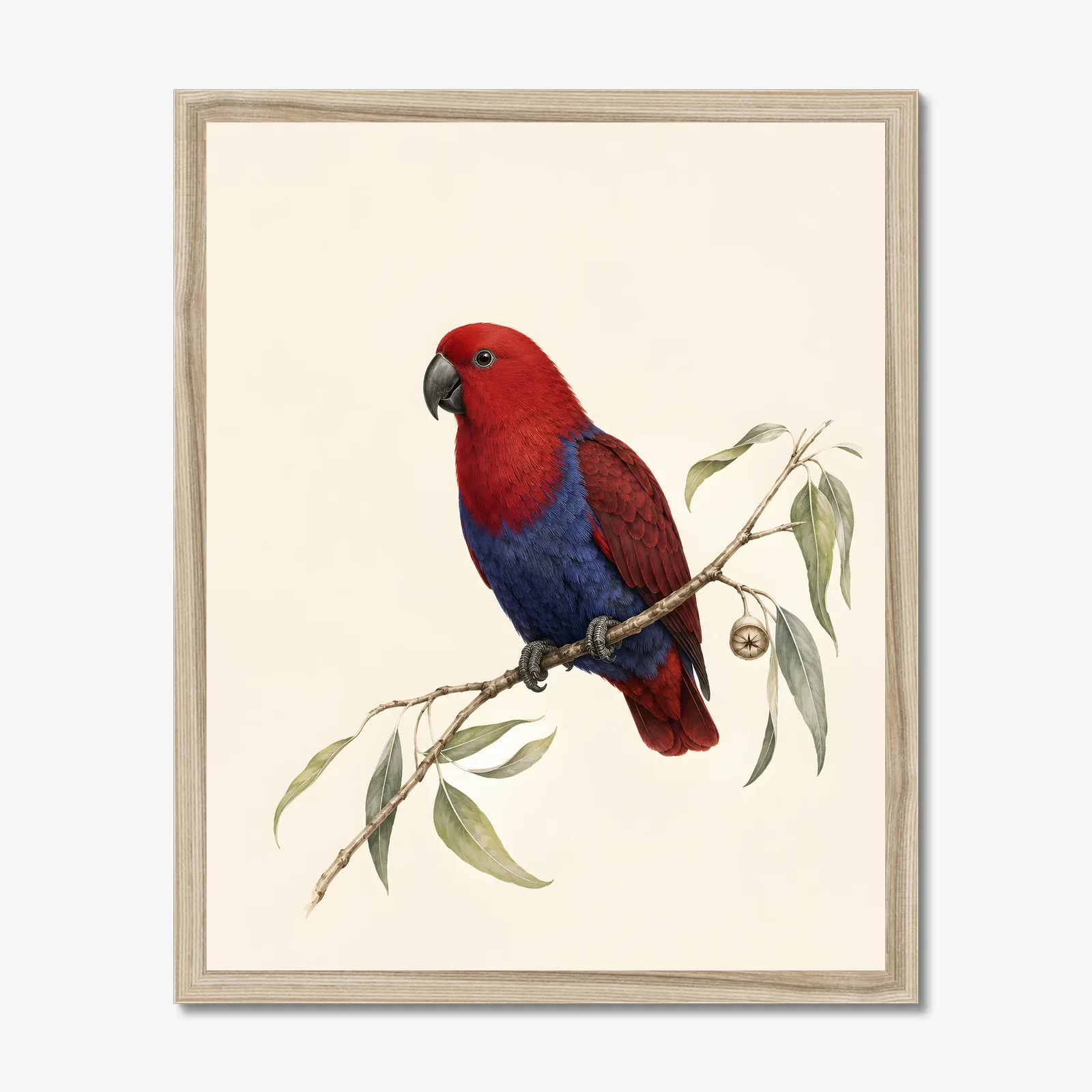 Eclectus Parrot Print in a natural frame