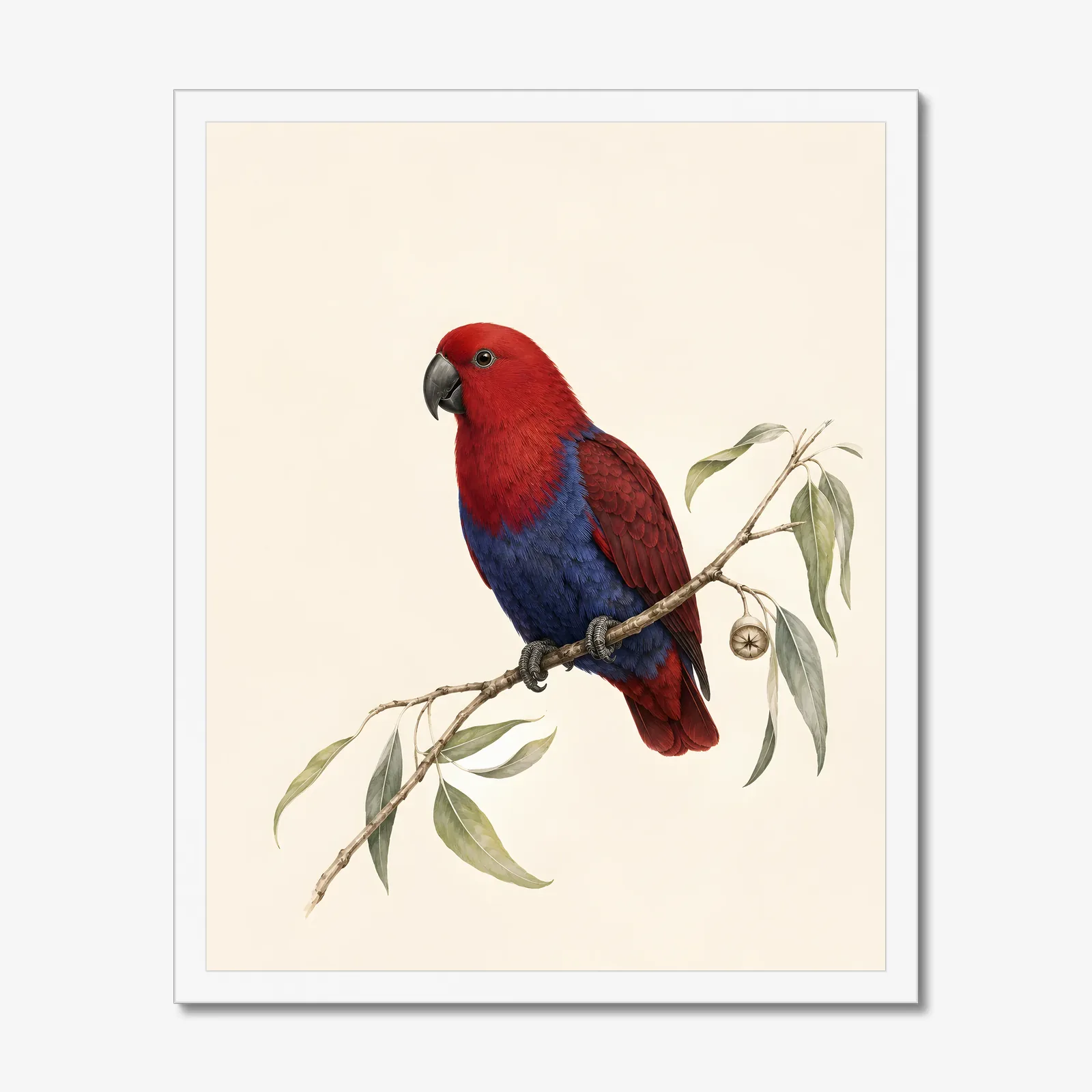 Eclectus Parrot Print in a white frame