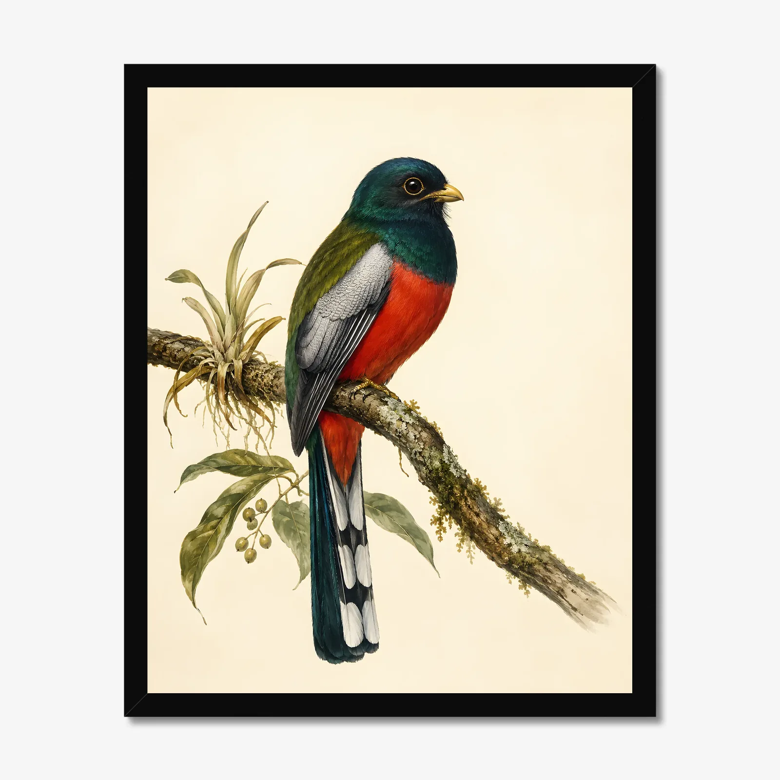 Elegant Trogon Print in a black frame