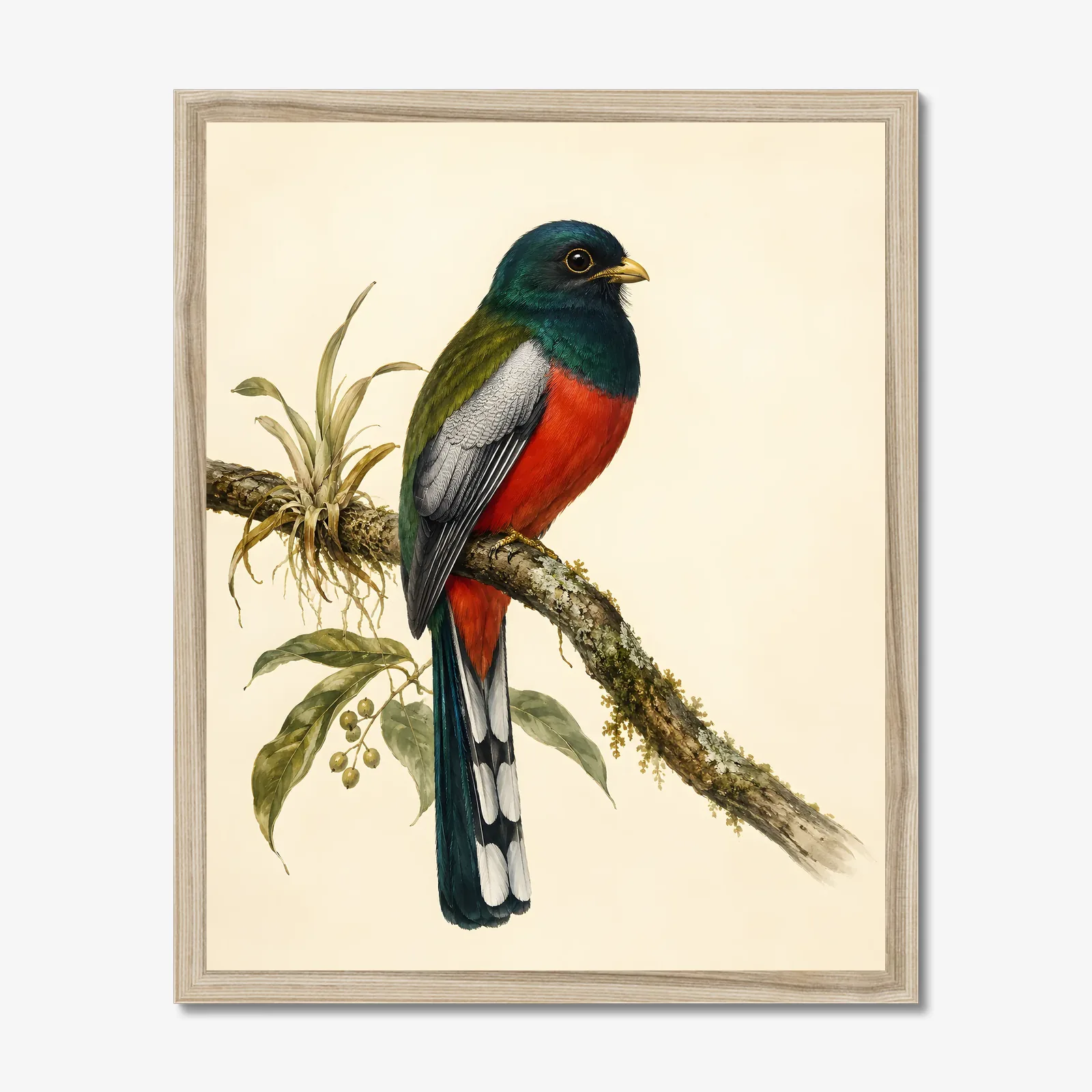 Elegant Trogon Print in a natural frame