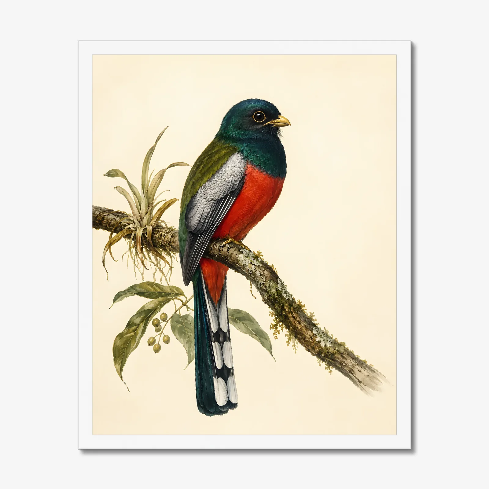 Elegant Trogon Print in a white frame