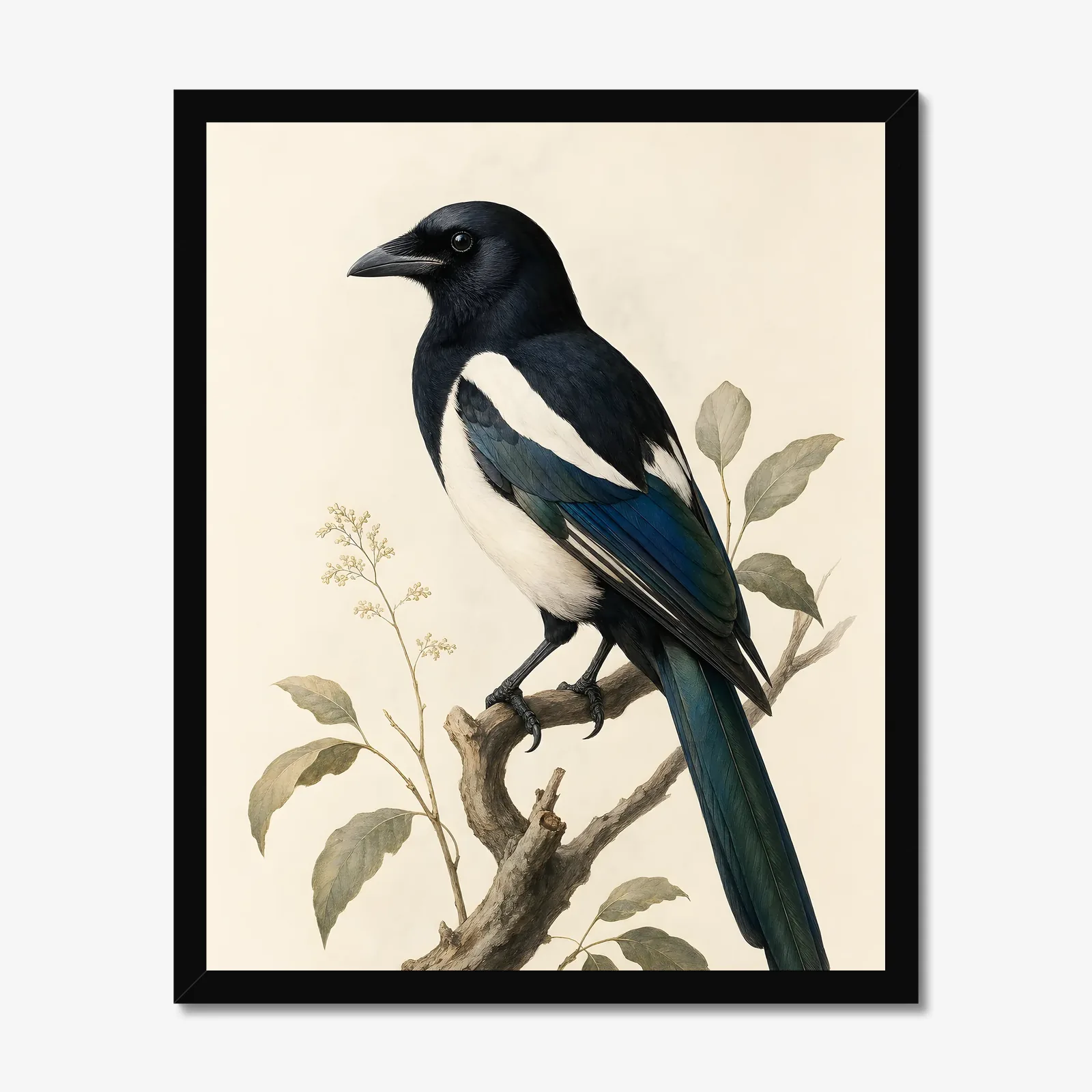 Eurasian Magpie Print in a black frame
