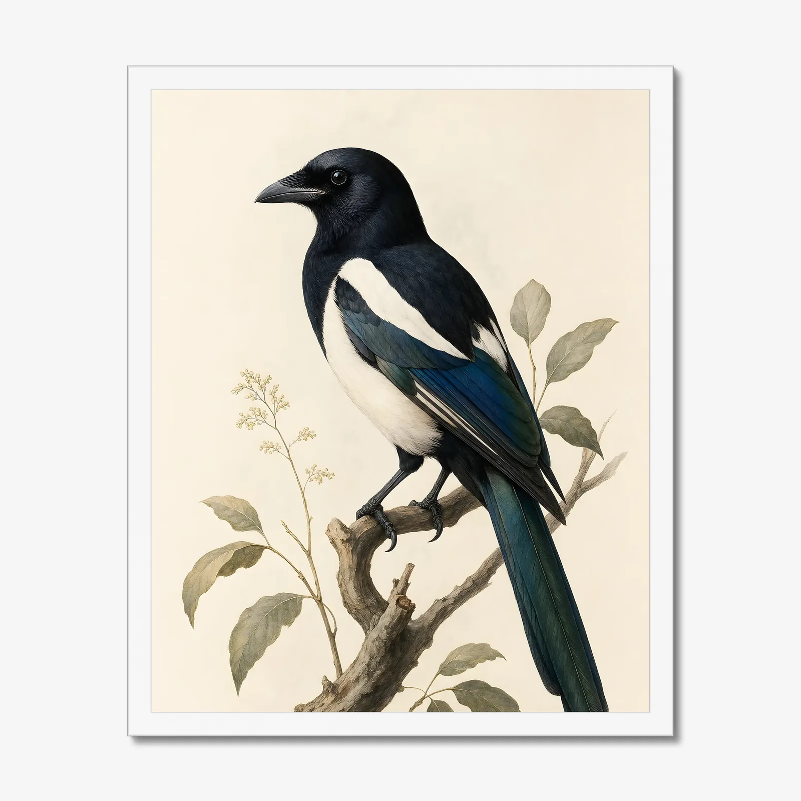 Eurasian Magpie Print in a white frame