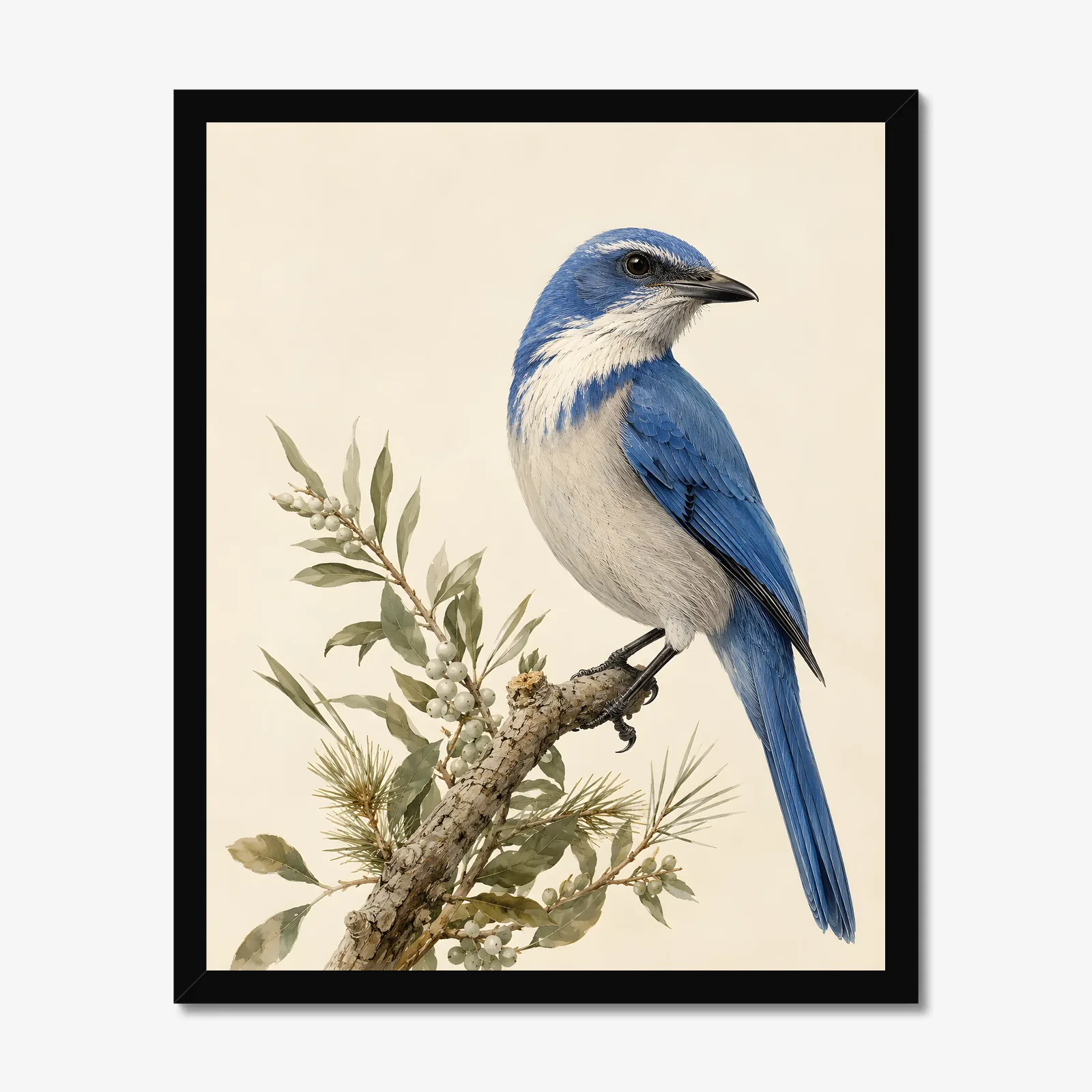 Florida Scrub-Jay Print in a black frame
