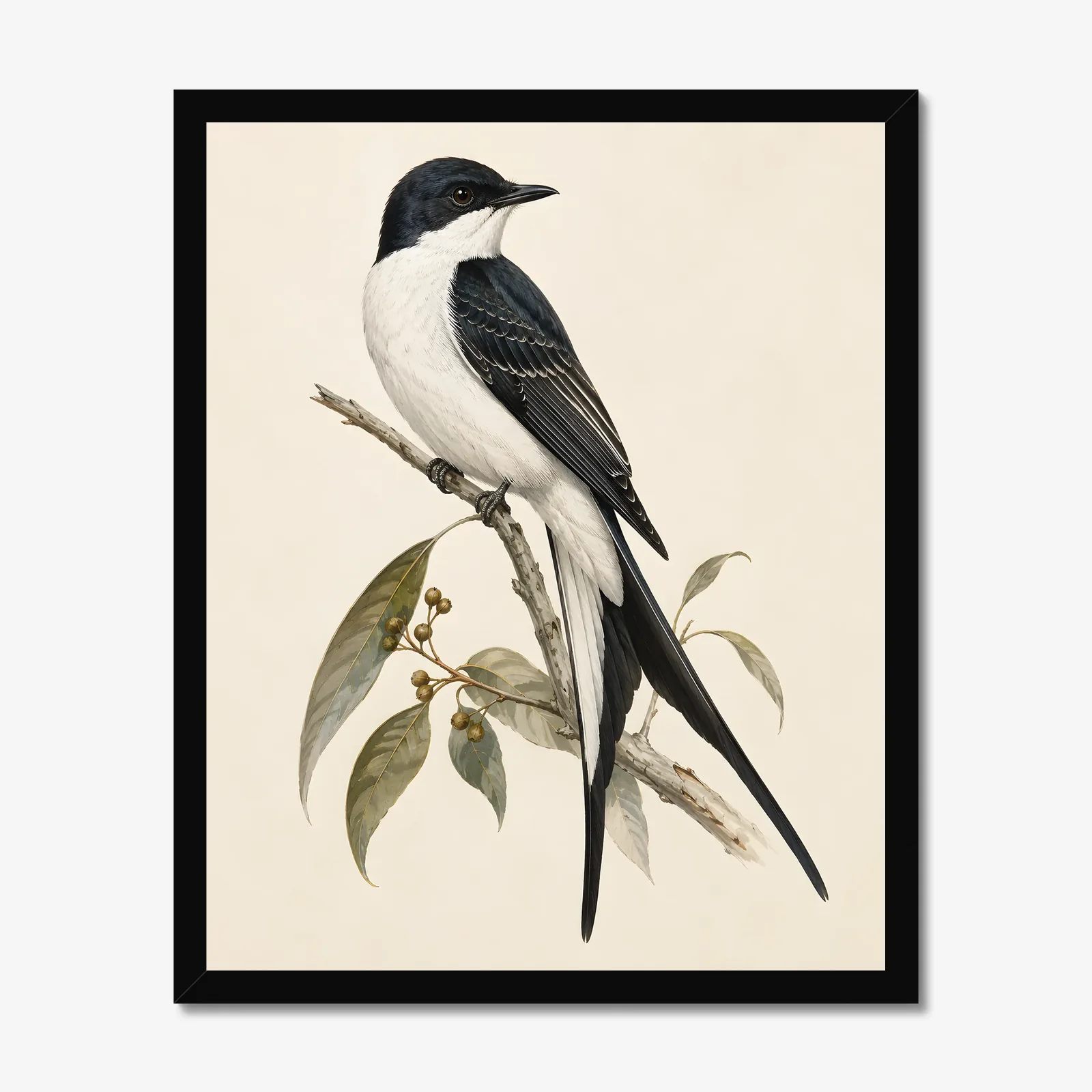 Fork-tailed Flycatcher Print in a black frame