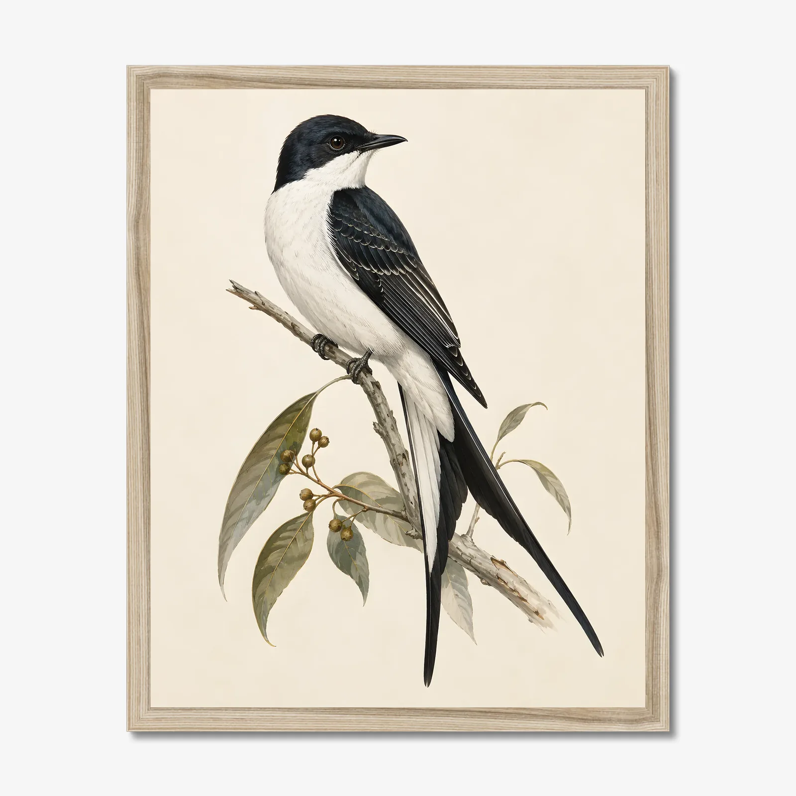 Fork-tailed Flycatcher Print in a natural frame