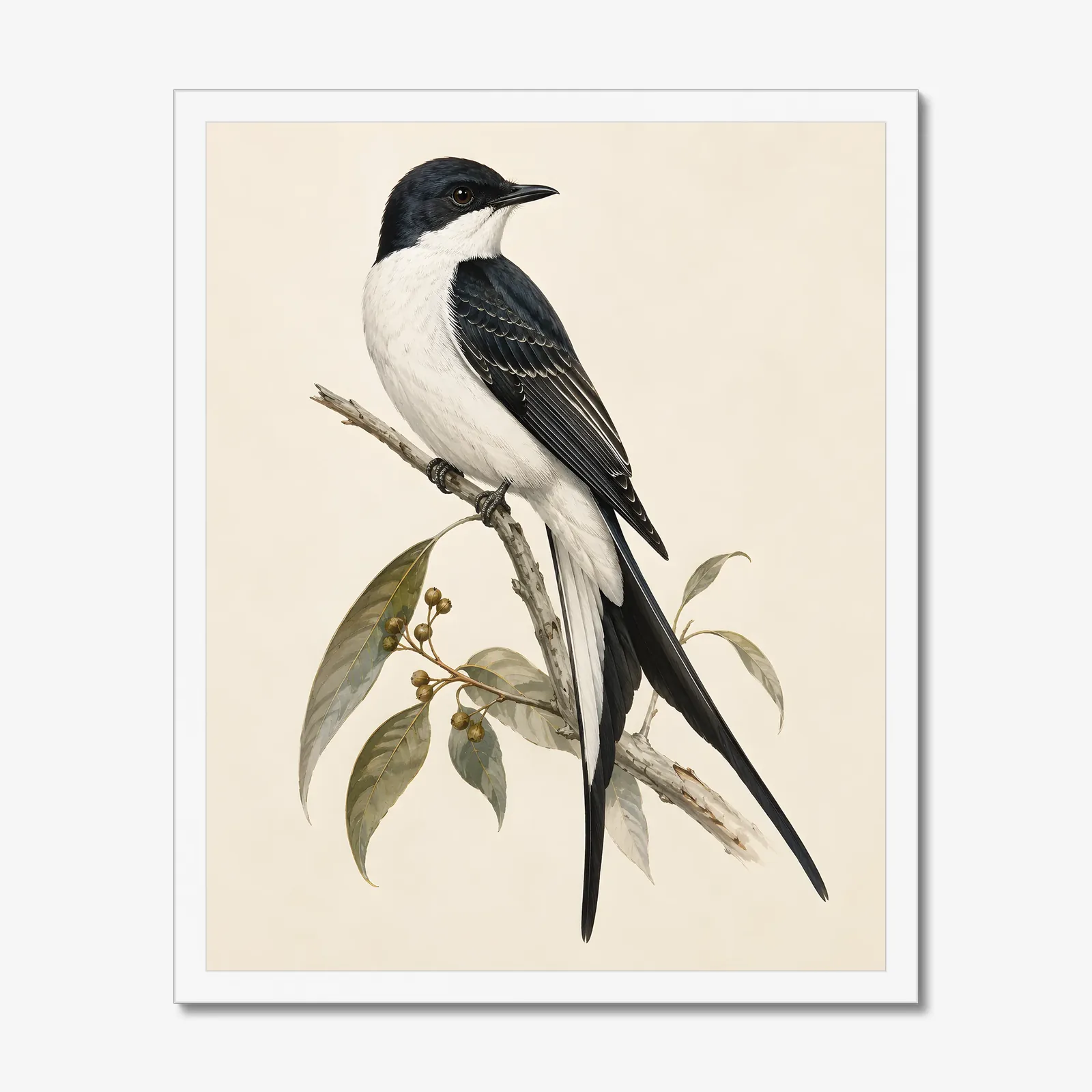Fork-tailed Flycatcher Print in a white frame