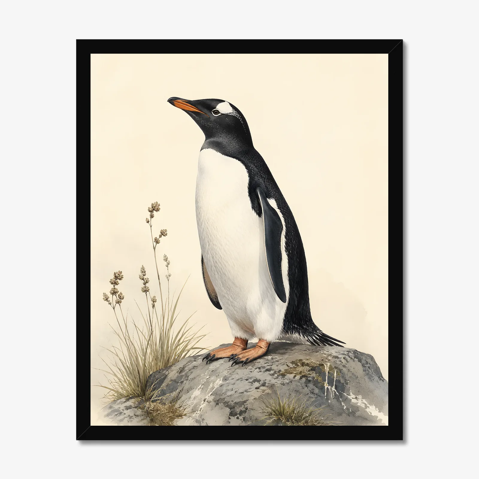 Gentoo Penguin Print in a black frame