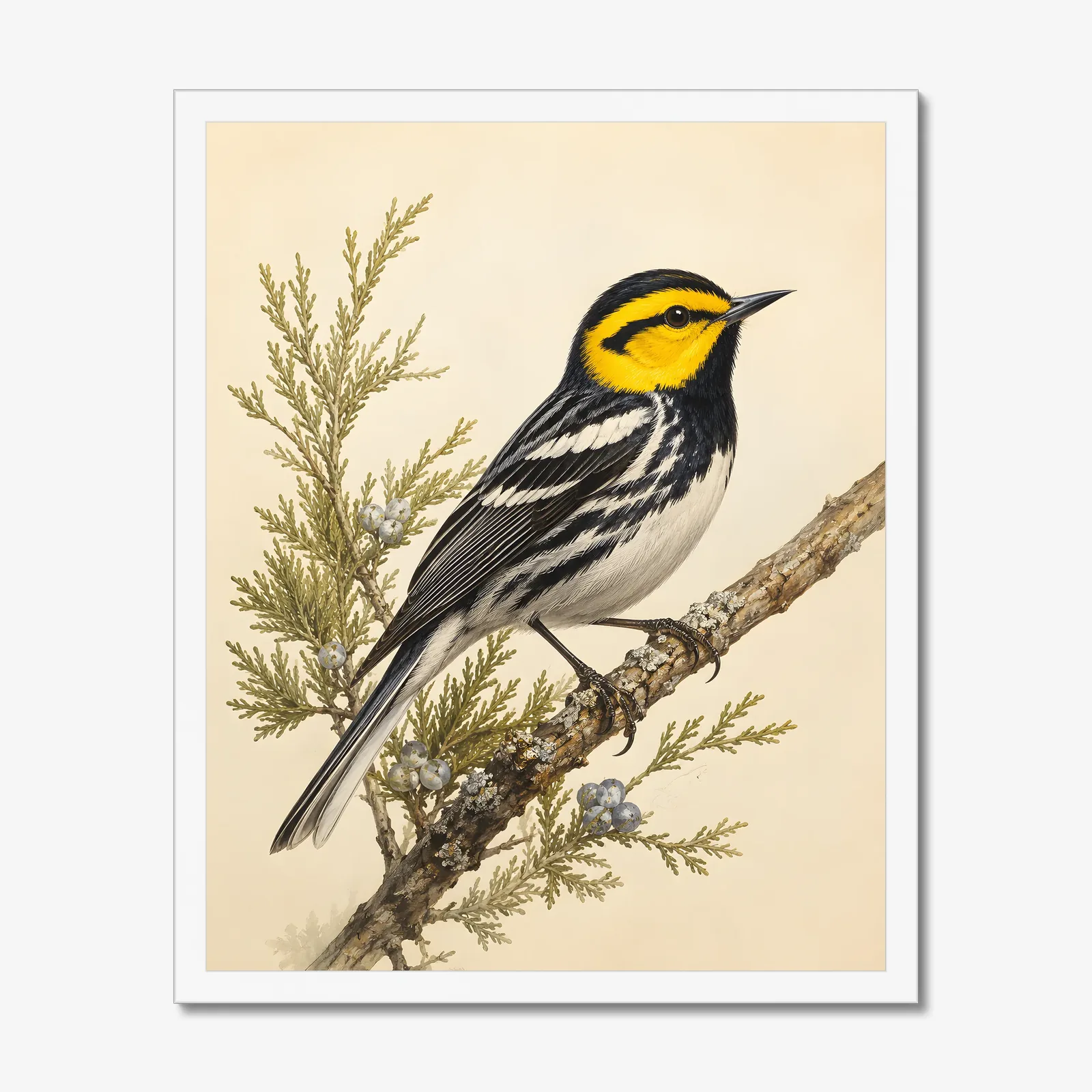 Golden-cheeked Warbler Print in a white frame