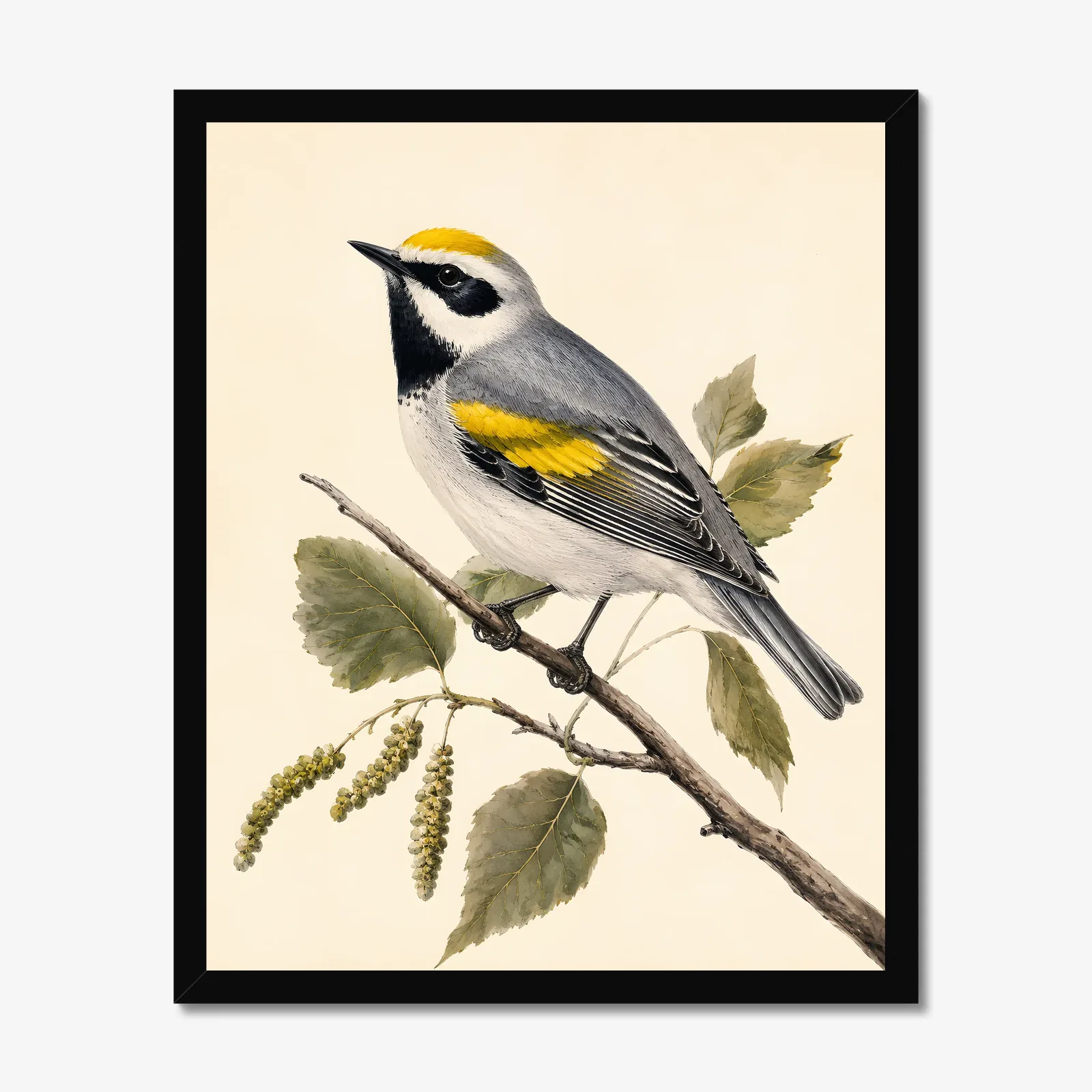 Golden-winged Warbler Print in a black frame
