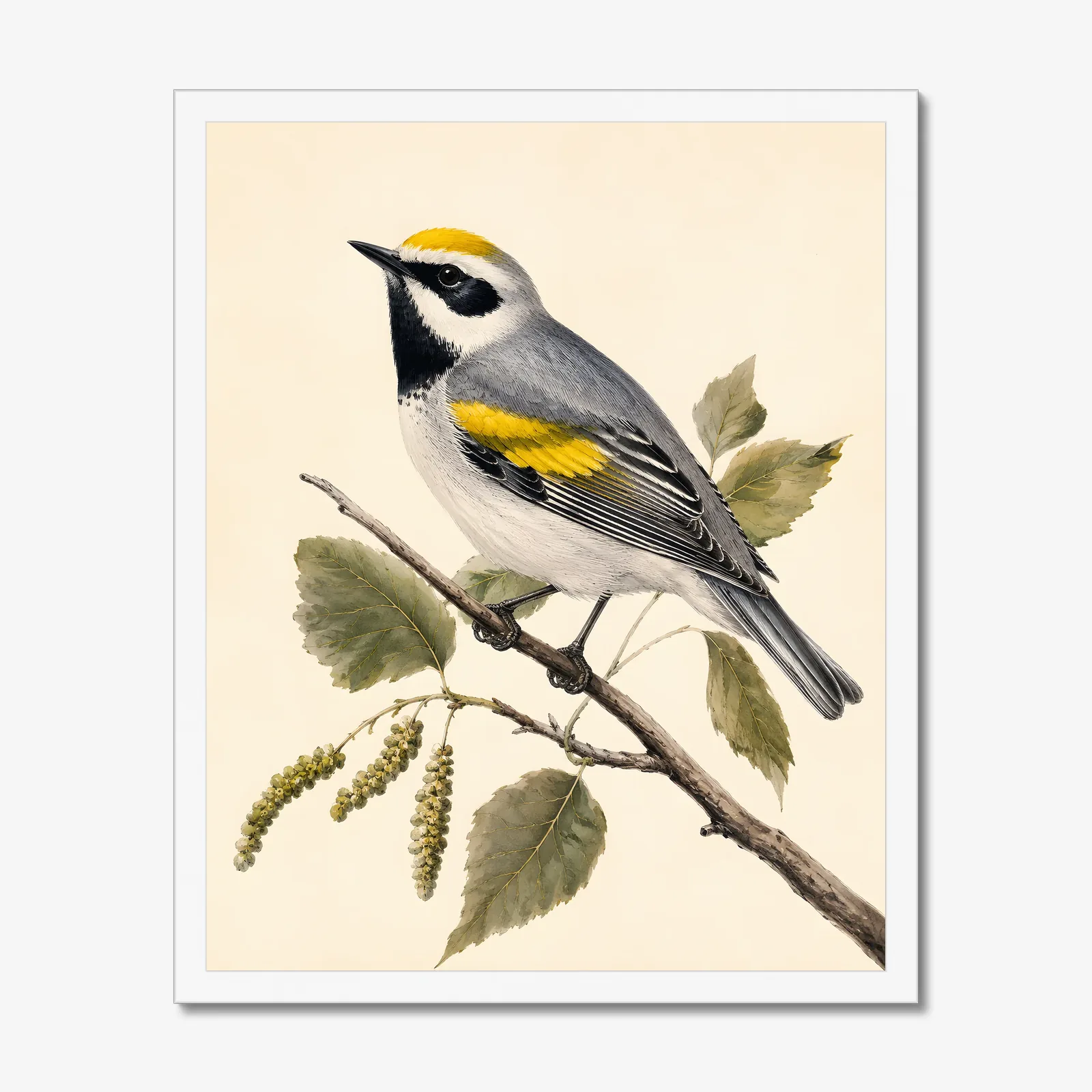 Golden-winged Warbler Print in a white frame